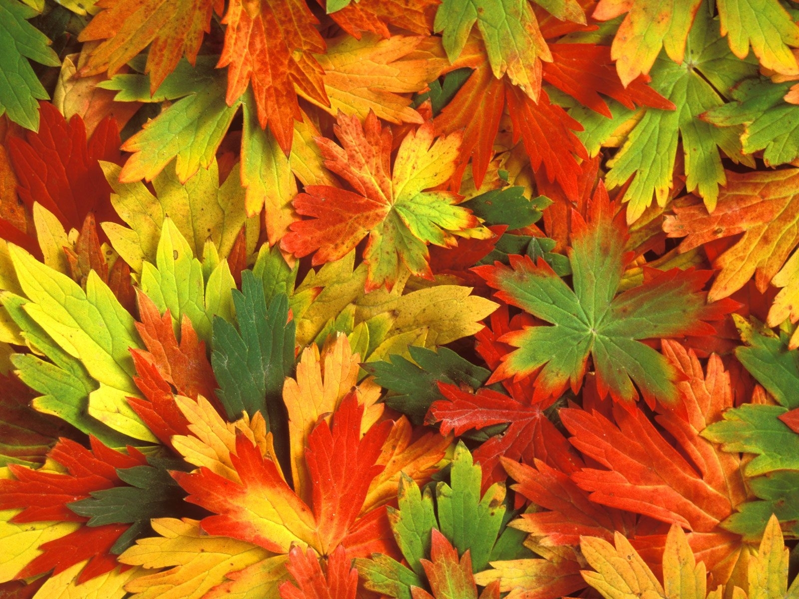 Free download wallpaper Plants, Background, Leaves on your PC desktop