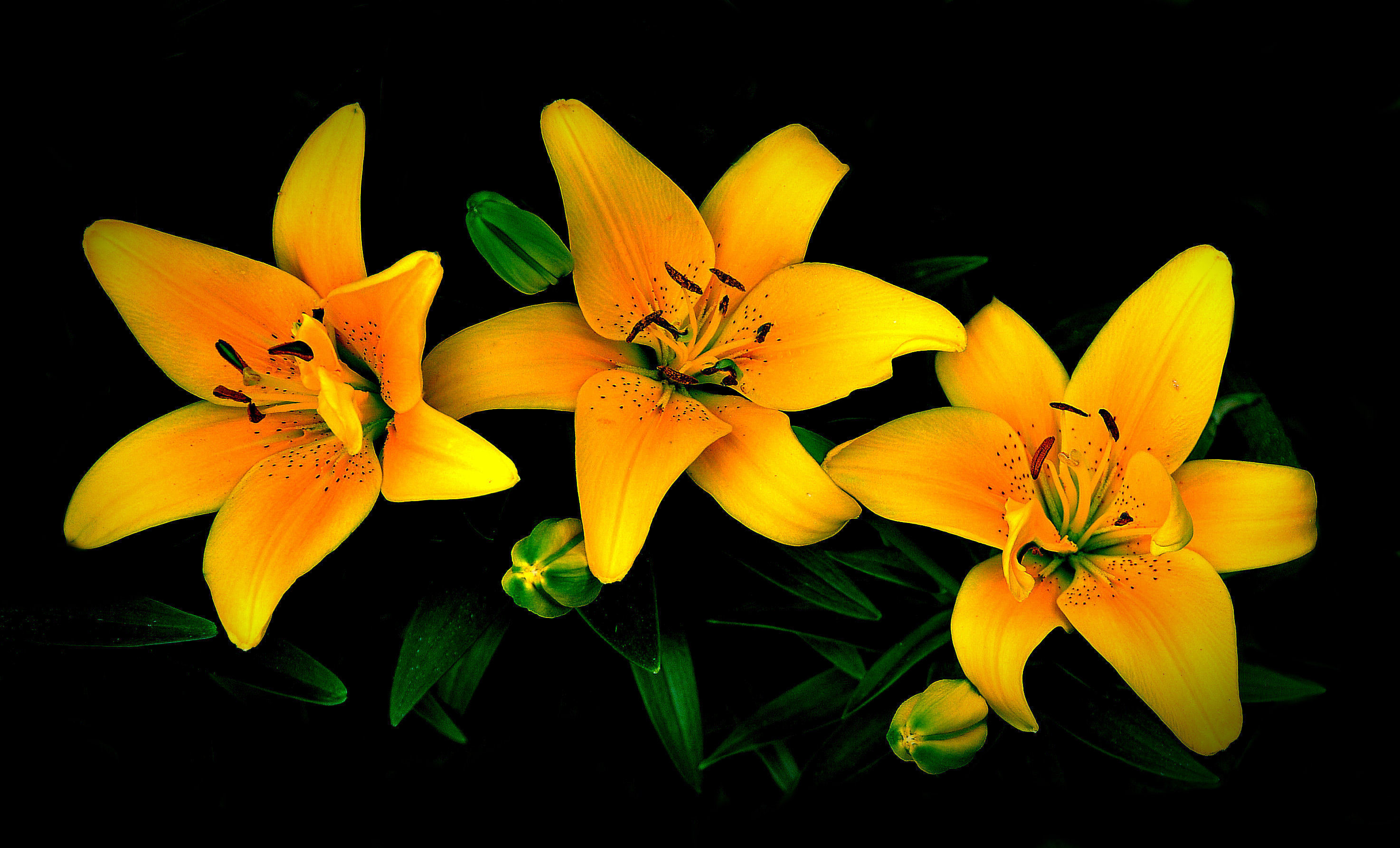 Free download wallpaper Nature, Flowers, Flower, Earth, Lily, Yellow Flower on your PC desktop