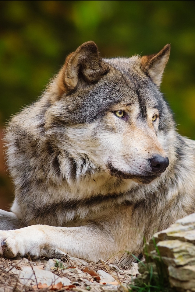 Descarga gratuita de fondo de pantalla para móvil de Animales, Lobo, Wolves.