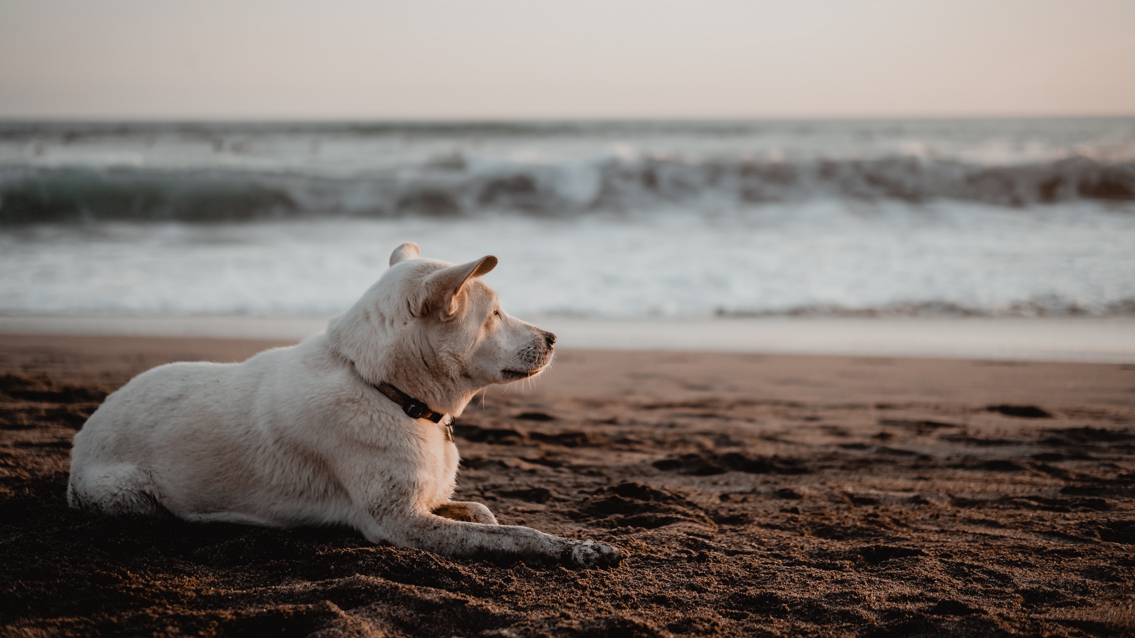Download mobile wallpaper Dogs, Sand, Dog, Animal, Depth Of Field for free.