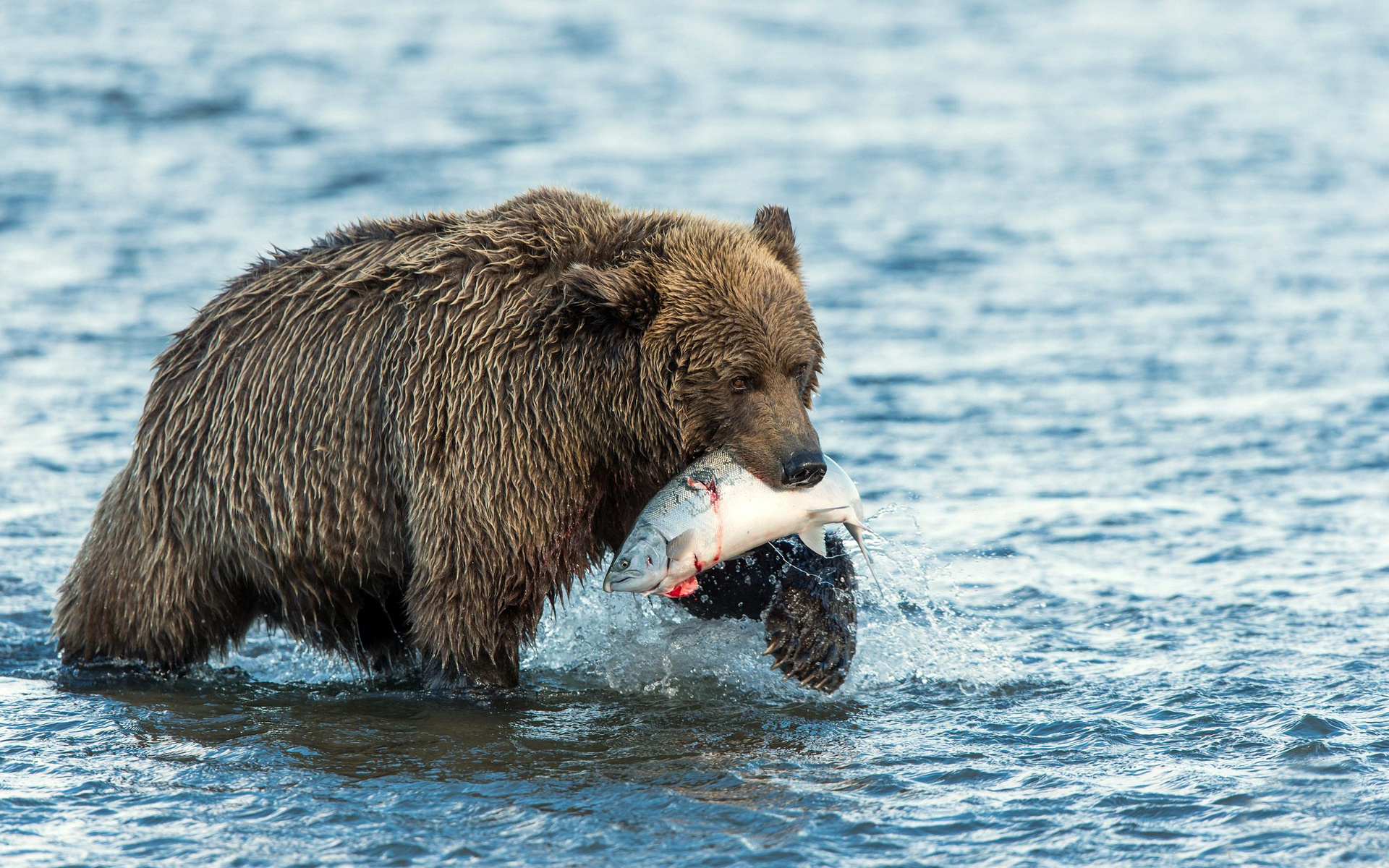 Free download wallpaper Bear, Animal on your PC desktop