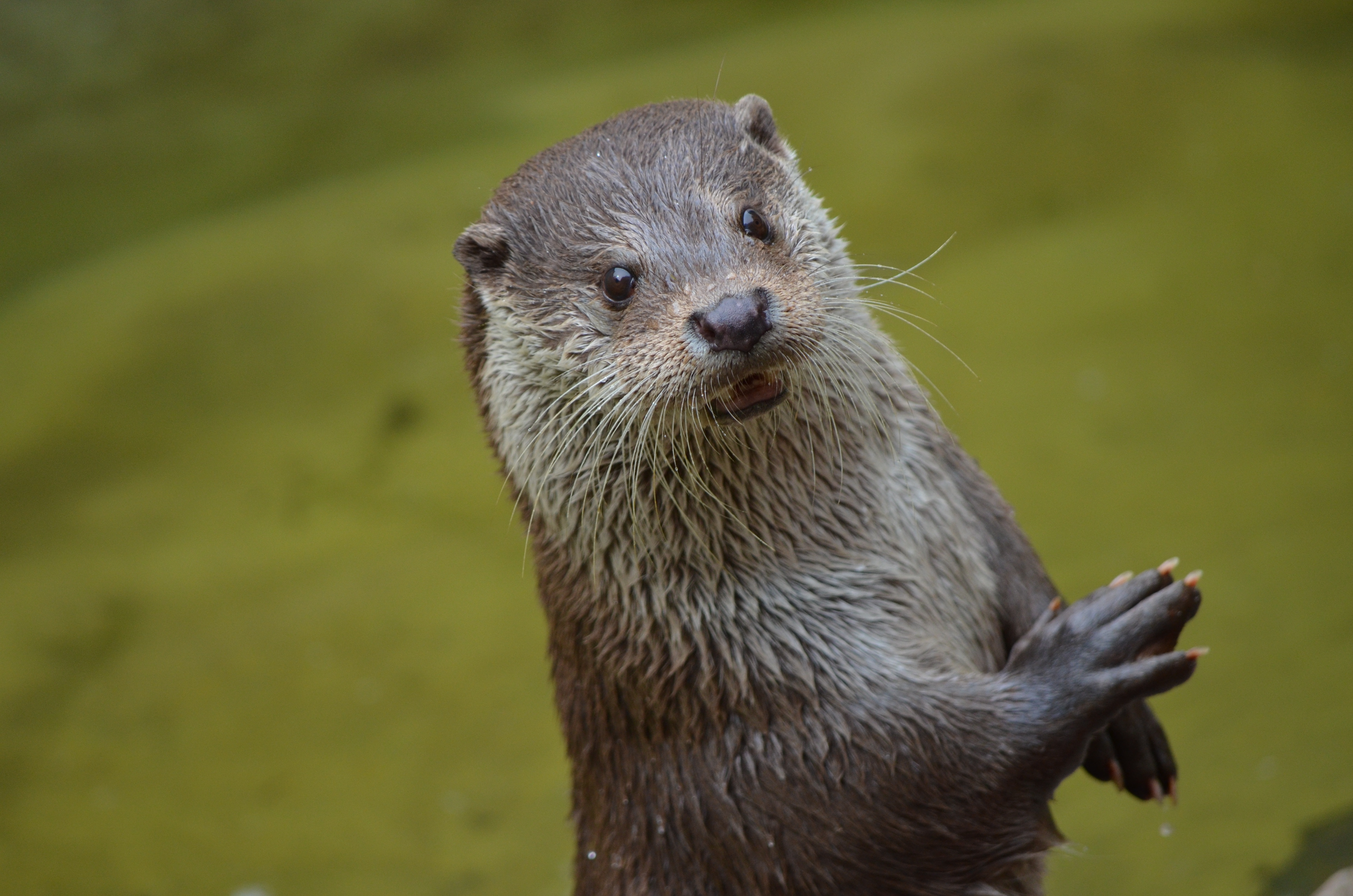 Download mobile wallpaper Sight, Opinion, Otter, Animals, Beast for free.