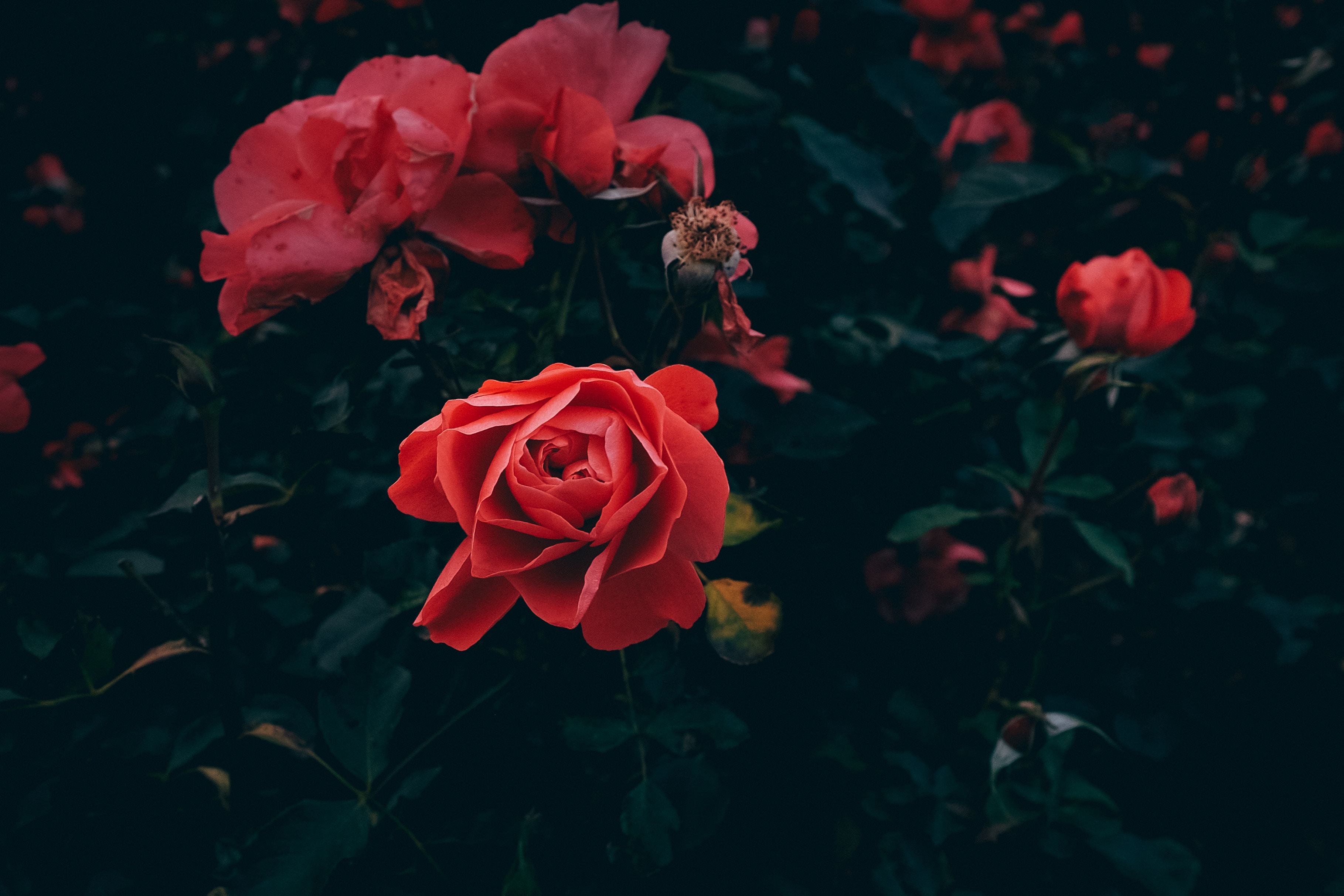 Téléchargez gratuitement l'image Buisson, Bourgeon, Une Rose, Pétales, Feuilles, Jardin, Fleurs, Rose sur le bureau de votre PC