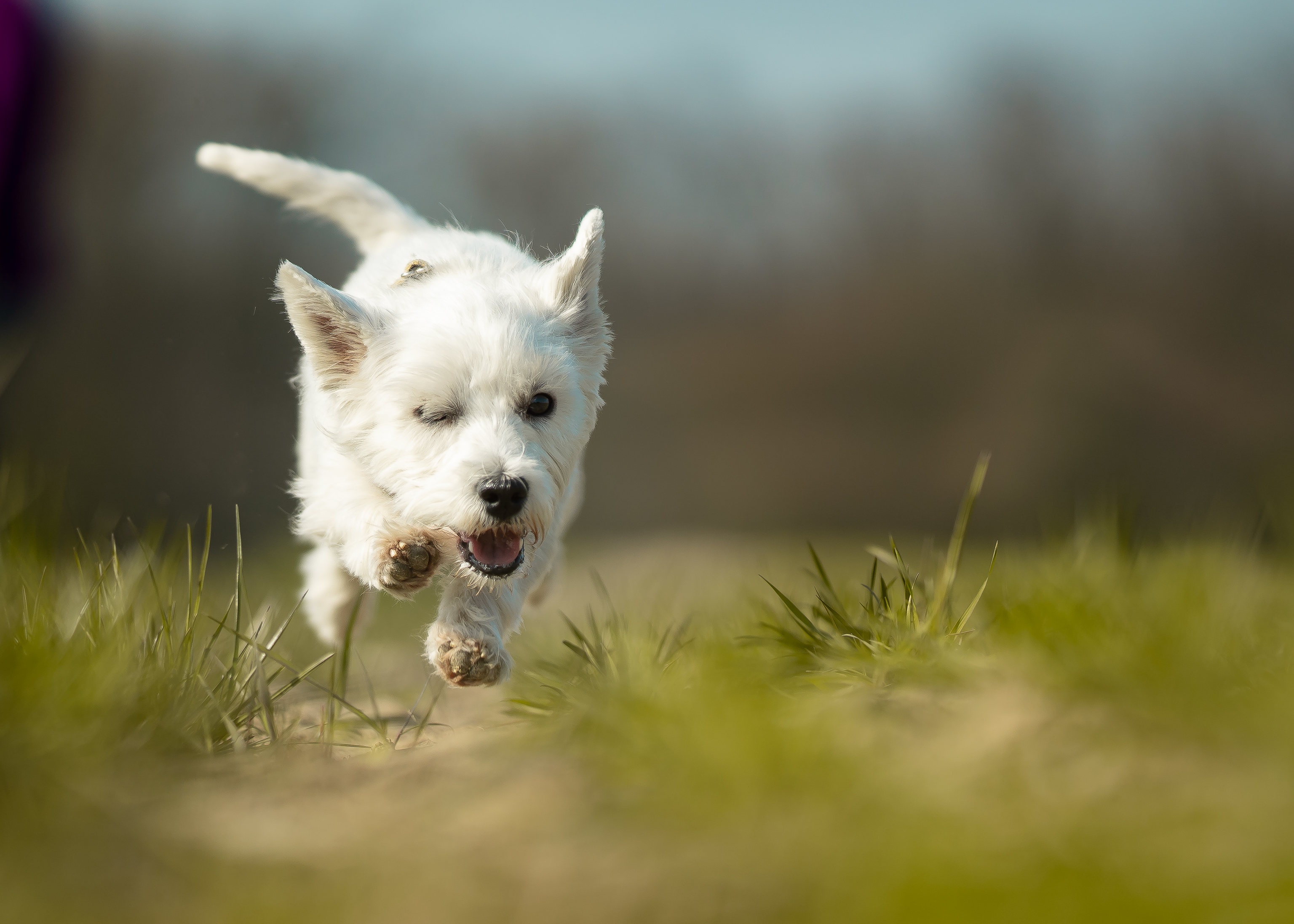 481504 Hintergrundbild herunterladen tiere, west highland white terrier, hund, hunde - Bildschirmschoner und Bilder kostenlos