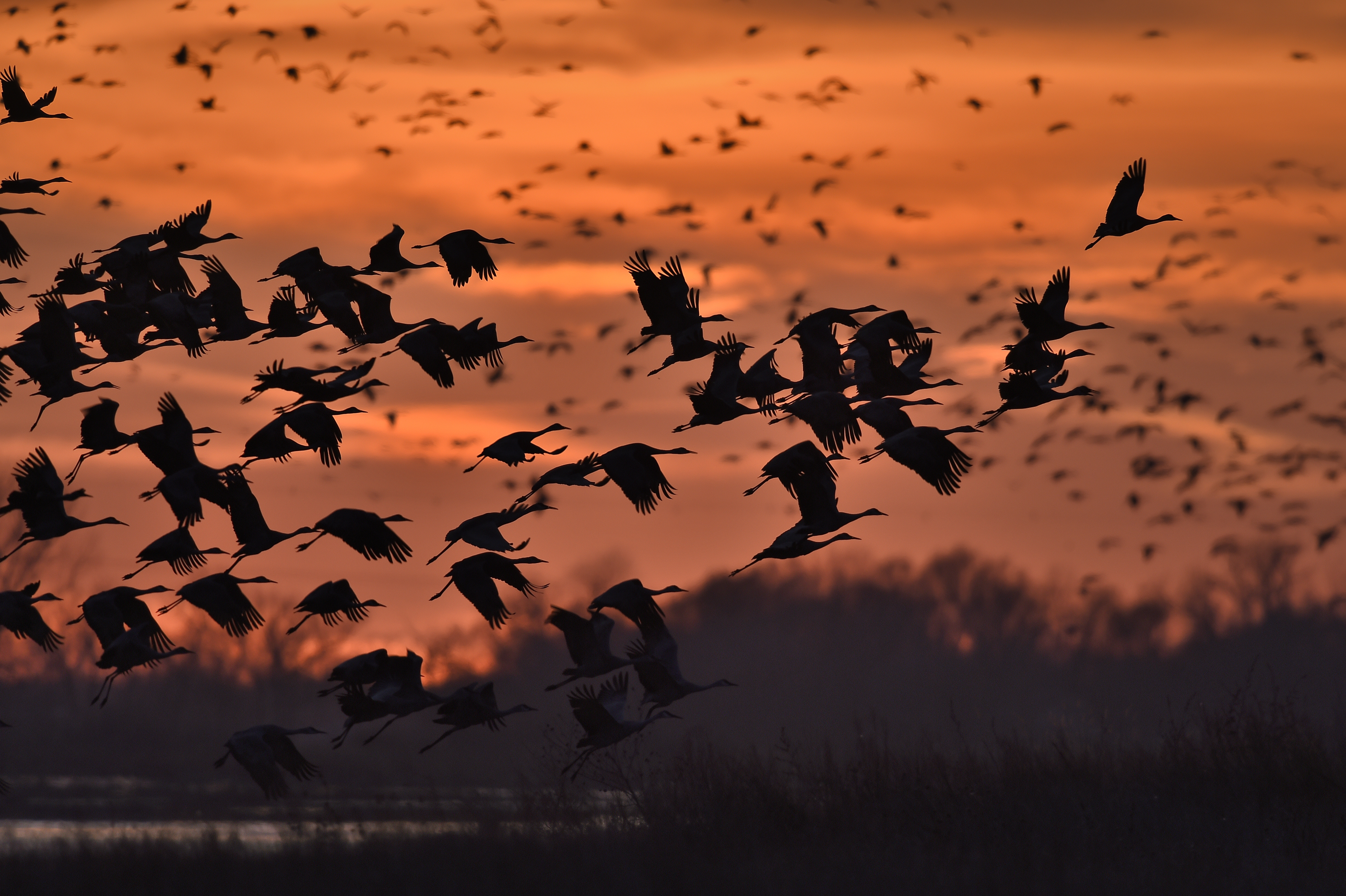 flight, animal, sandhill crane, bird, nebraska, platte river, sunset, birds