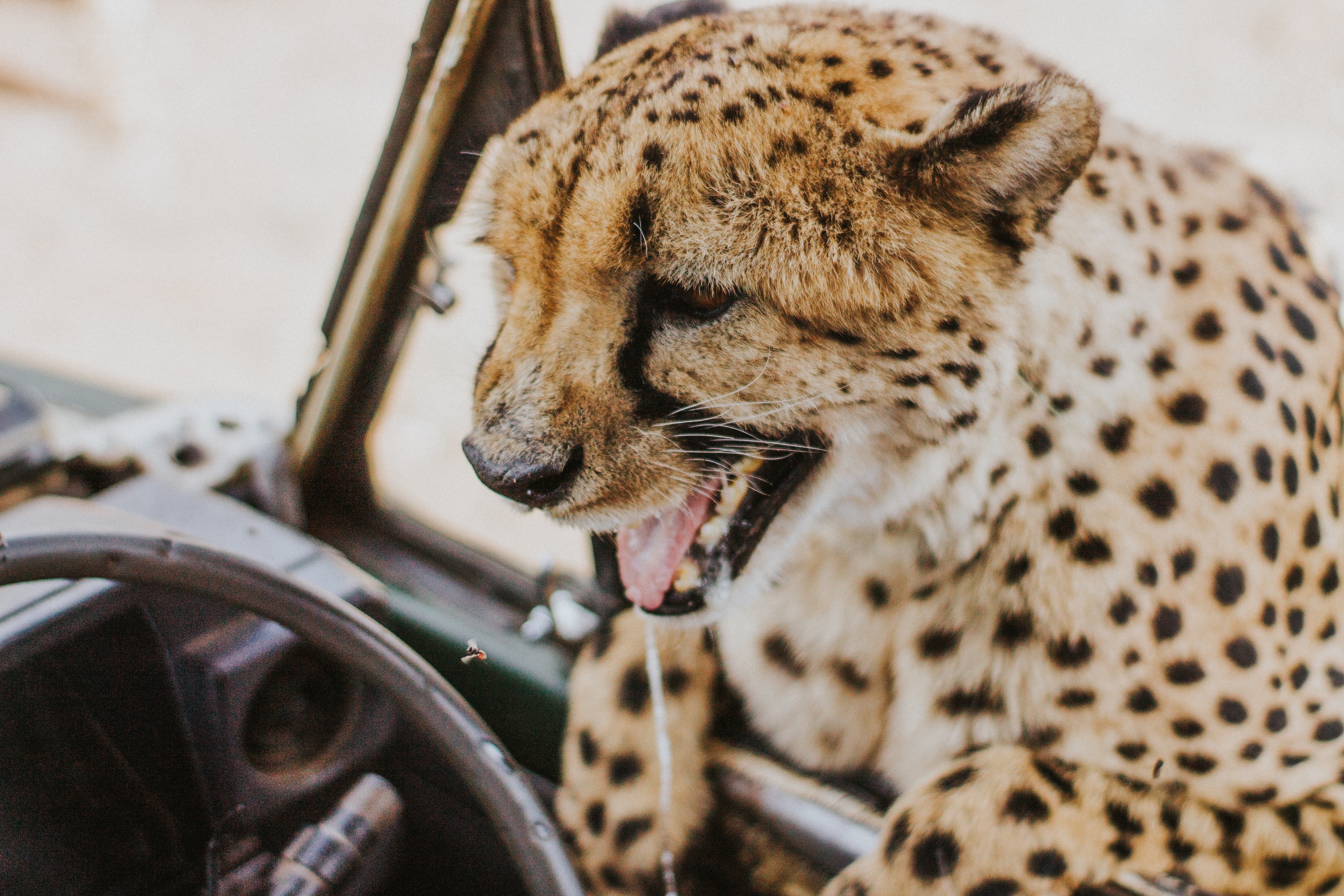 Download mobile wallpaper Protruding Tongue, Tongue Stuck Out, Wild, Animals, Predator, Big Cat, Leopard for free.