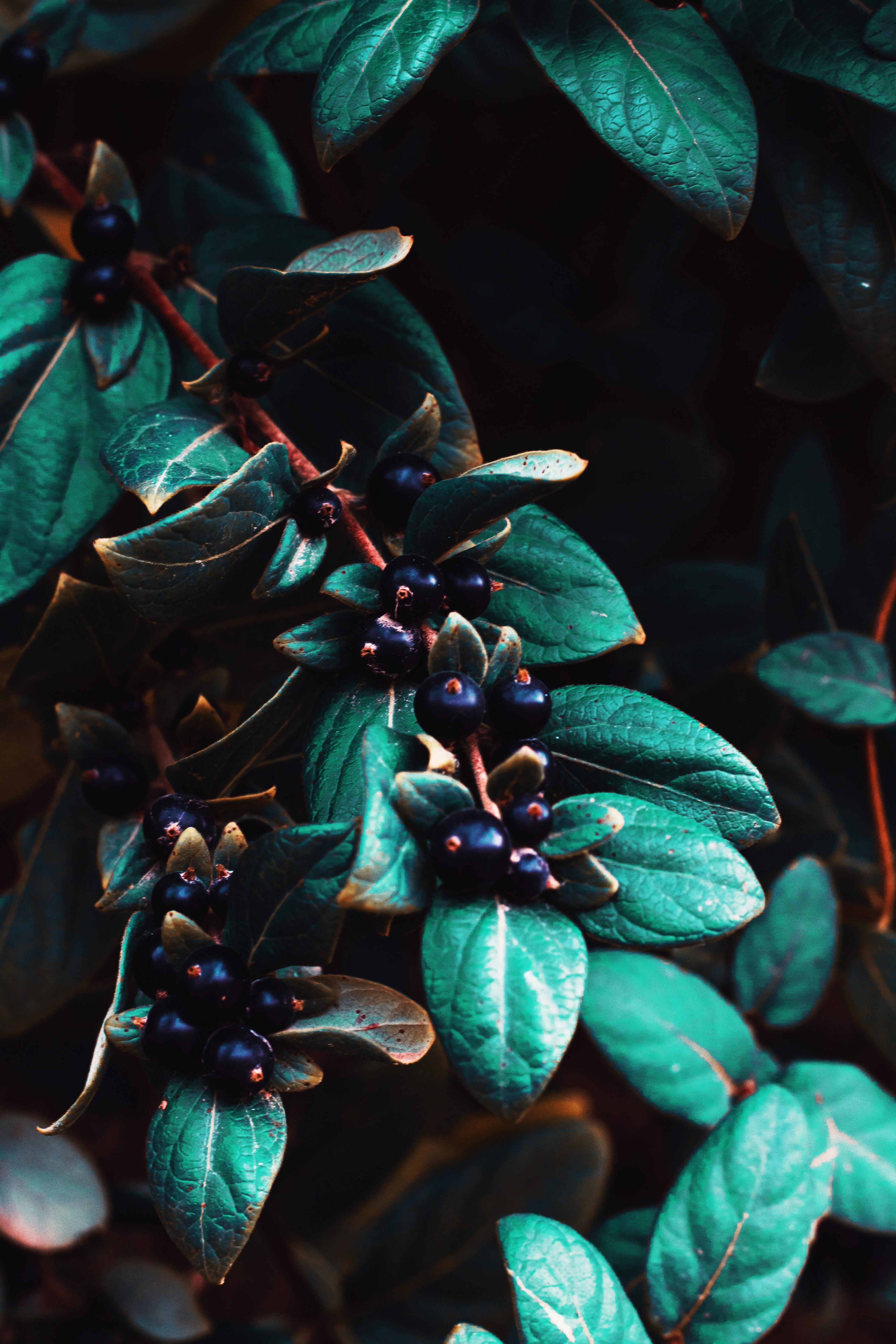 Free download wallpaper Berries, Macro, Branches, Plant, Leaves on your PC desktop