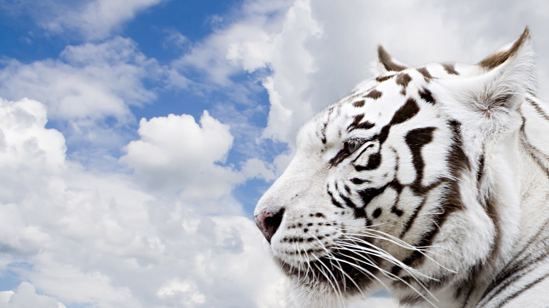 Handy-Wallpaper Clouds, Raubtier, Predator, Tiere, Sky, Schnauze, Tiger kostenlos herunterladen.