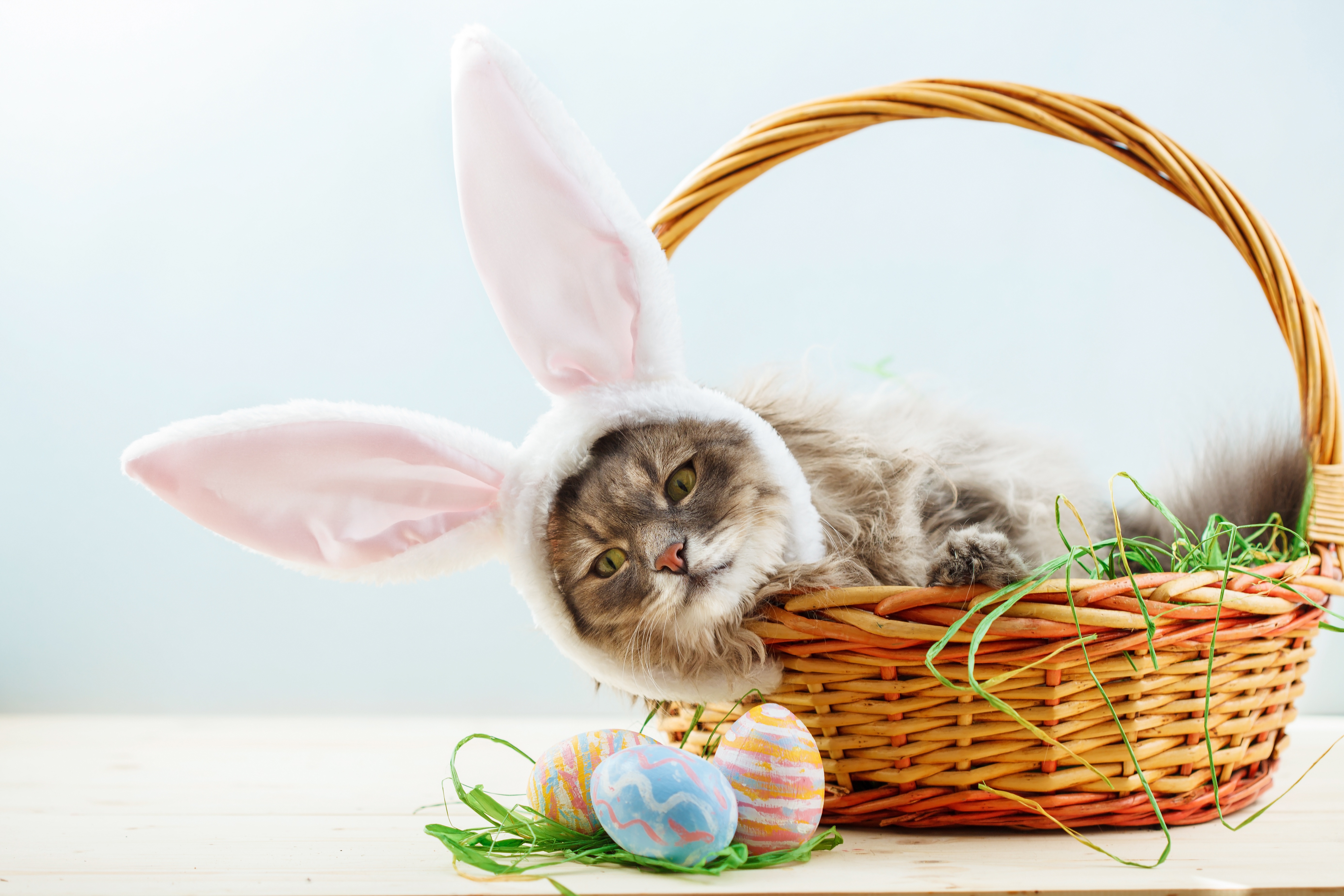 Download mobile wallpaper Cats, Easter, Cat, Animal, Basket for free.