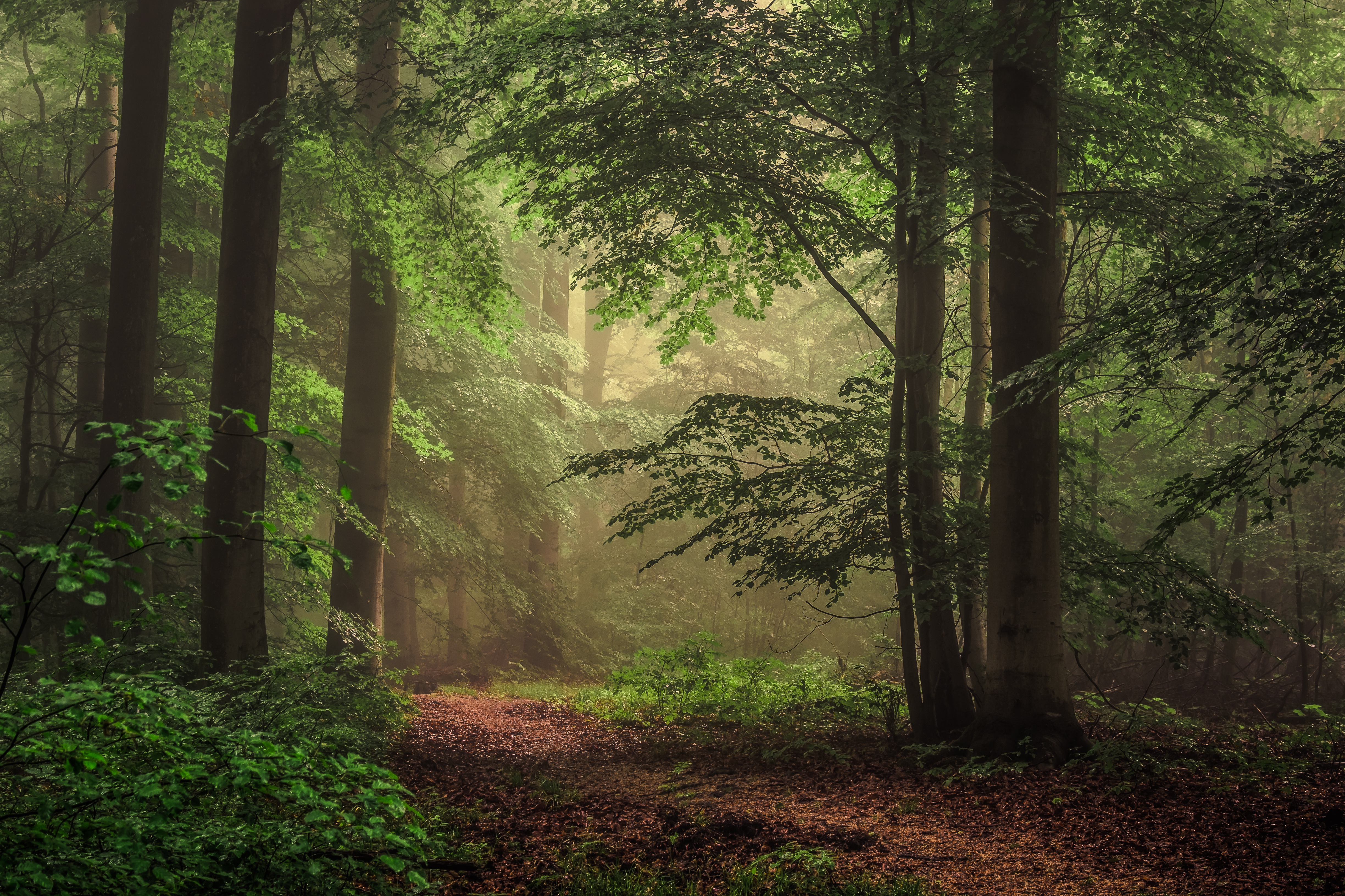Descarga gratis la imagen Naturaleza, Camino, Bosque, Árbol, Tierra/naturaleza en el escritorio de tu PC