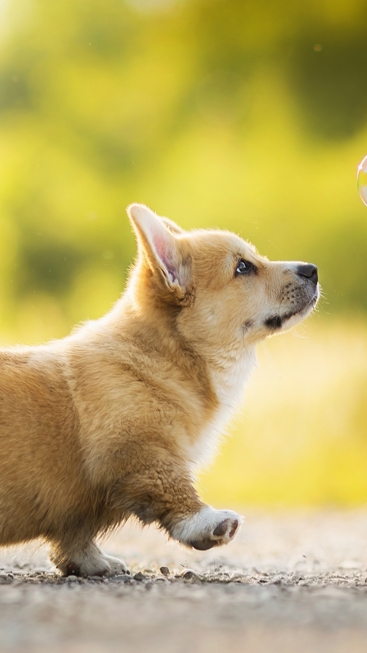 Download mobile wallpaper Dogs, Dog, Animal, Puppy, Corgi, Baby Animal, Depth Of Field for free.