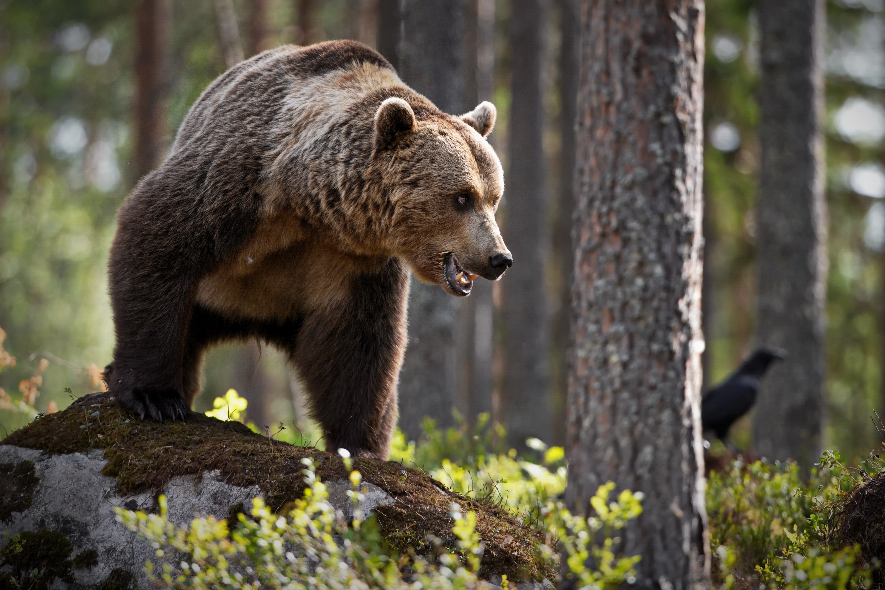 Baixar papel de parede para celular de Animais, Urso, Ursos gratuito.