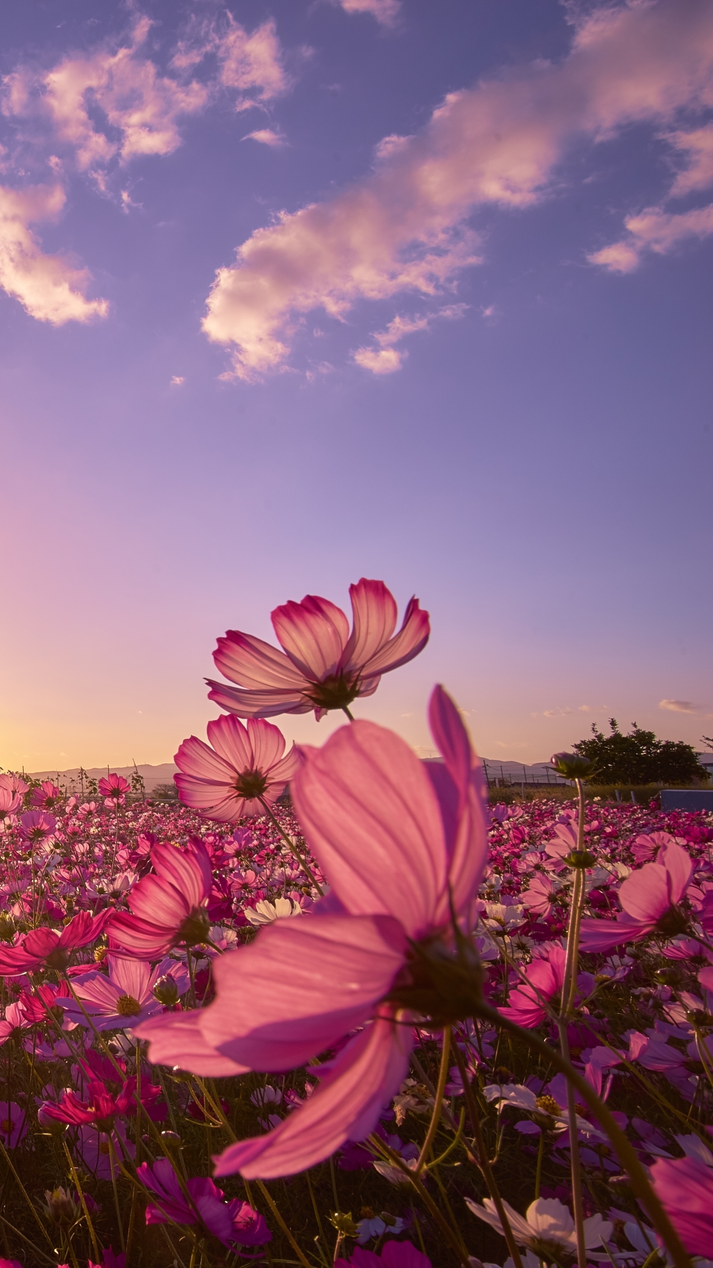 Handy-Wallpaper Natur, Blumen, Blume, Feld, Japan, Himmel, Sonne, Lila Blume, Erde/natur, Kosmeen, Aufstellen kostenlos herunterladen.