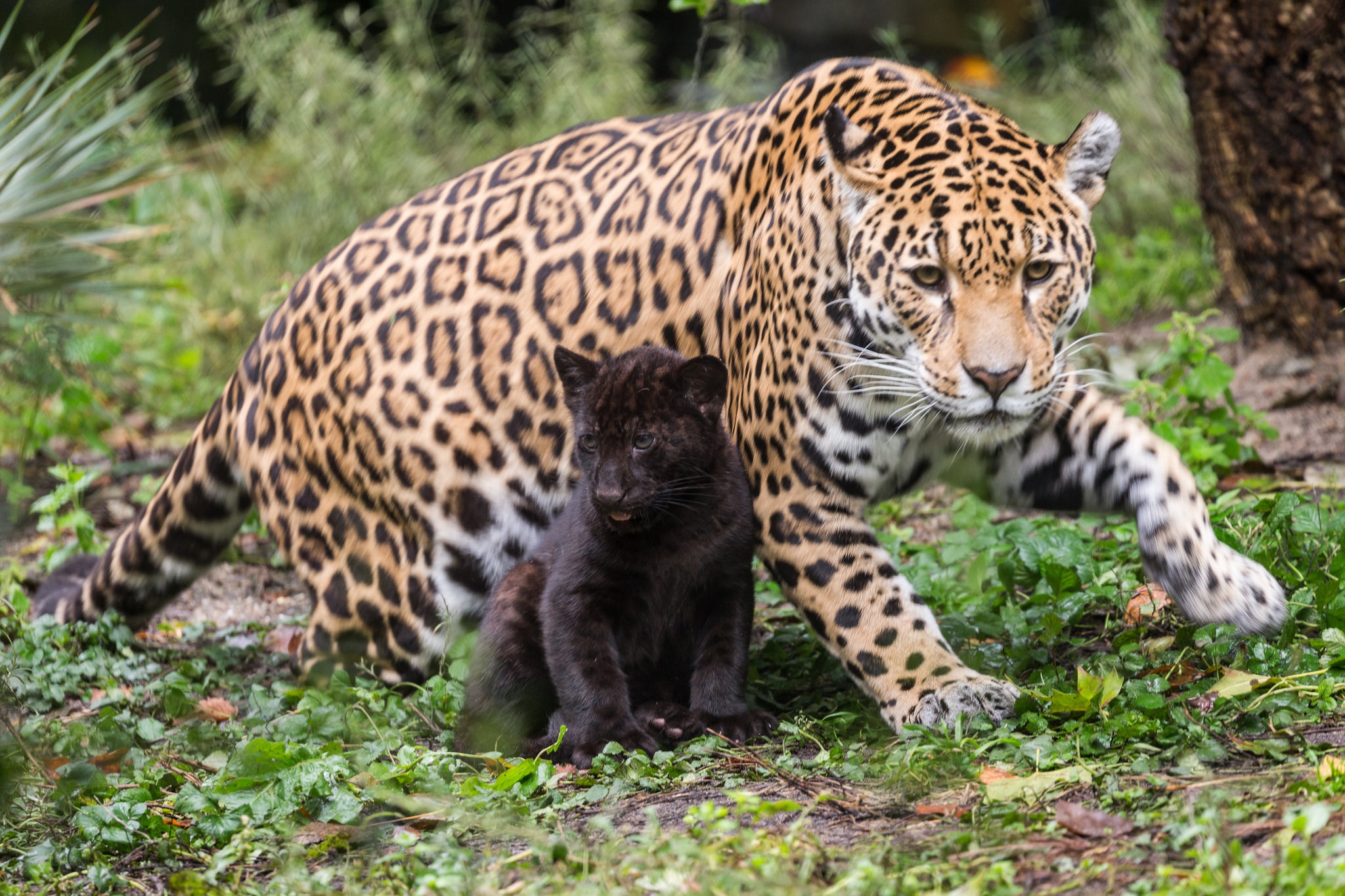 Download mobile wallpaper Cats, Jaguar, Animal, Baby Animal, Cub for free.