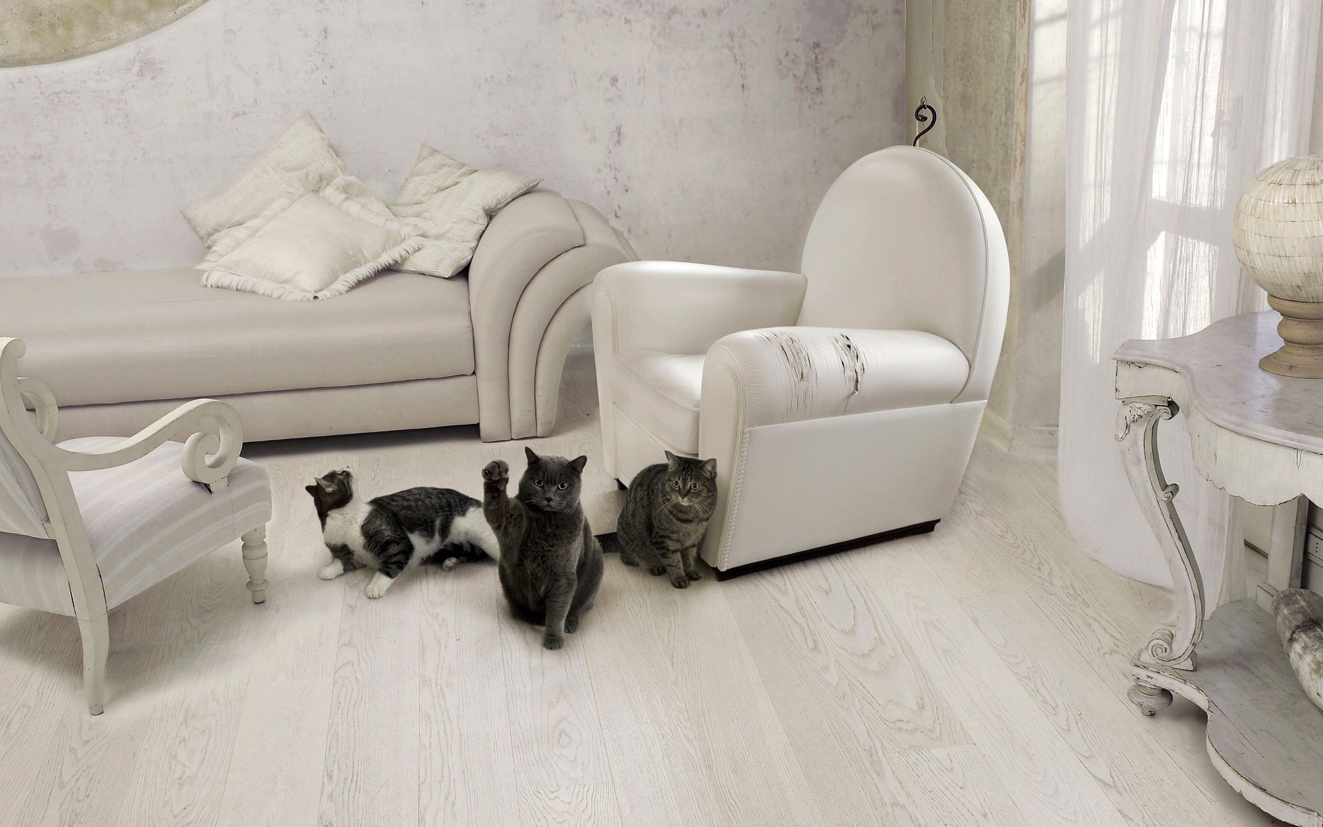 Download background cats, animals, interior, chair, room, sofa, armchair, furniture, three