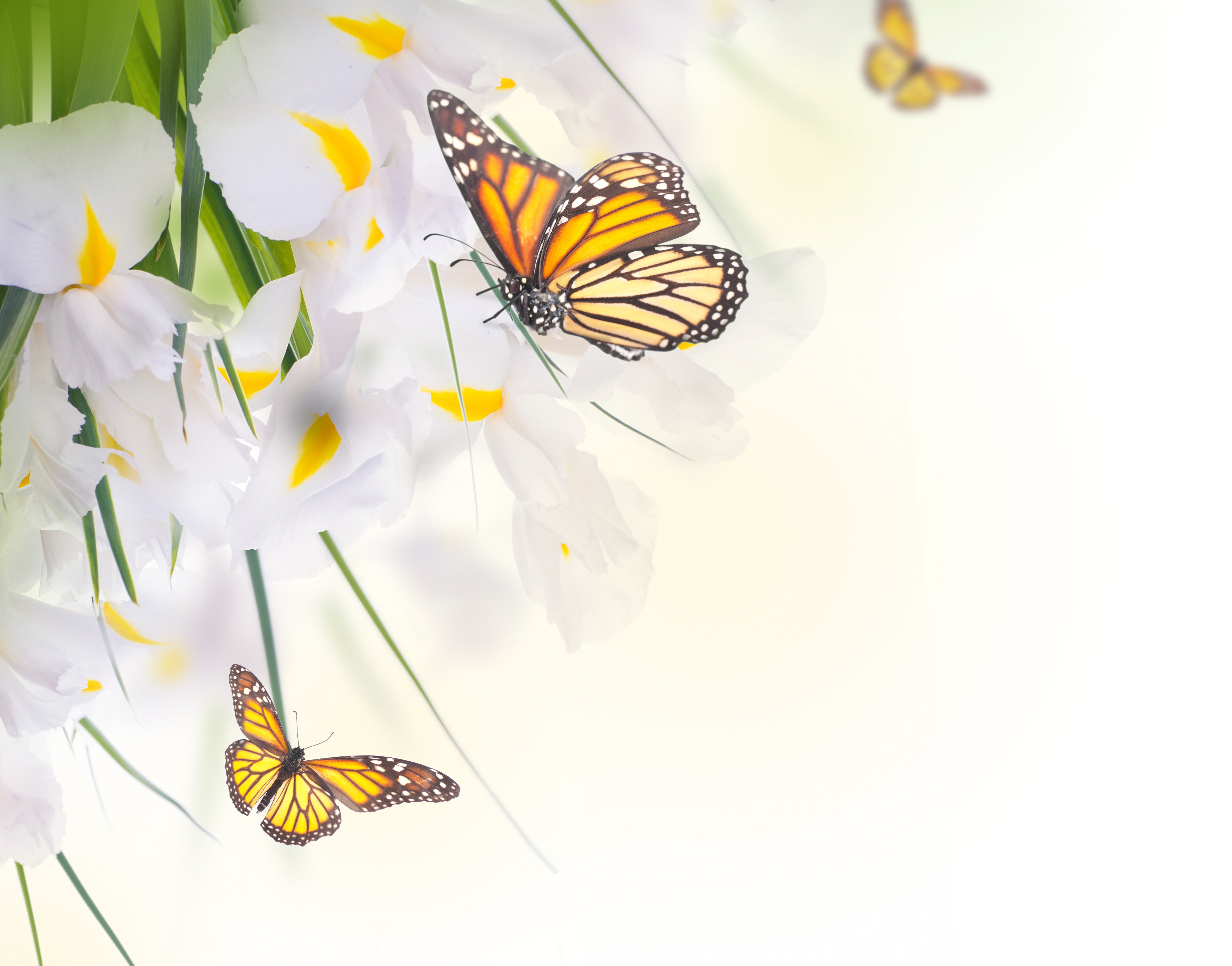 Free download wallpaper Flower, Insect, Butterfly, Animal, White Flower on your PC desktop