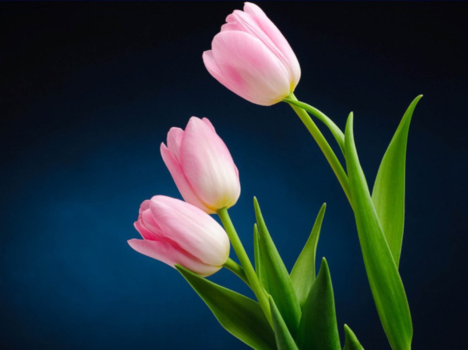 PCデスクトップに自然, チューリップ, 花, 地球, ピンクの花画像を無料でダウンロード