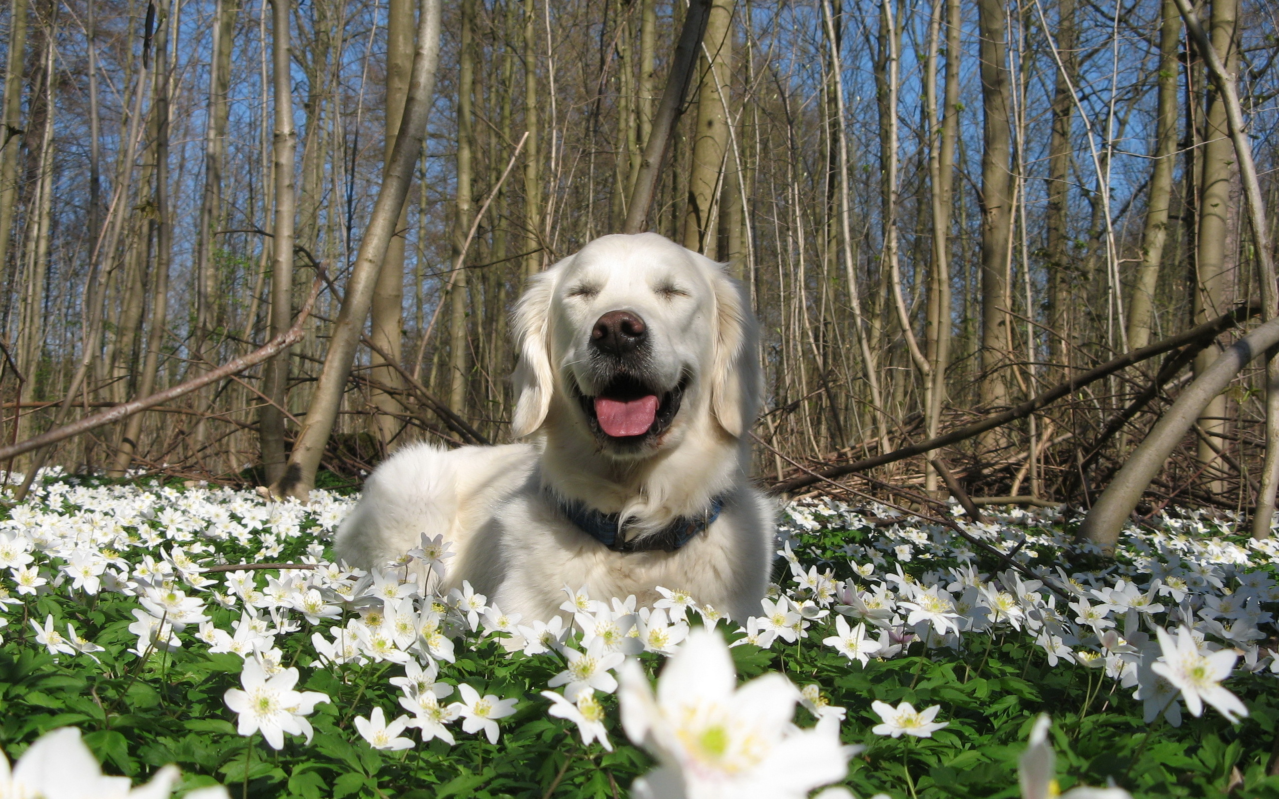 Descarga gratuita de fondo de pantalla para móvil de Animales, Perros, Perro.