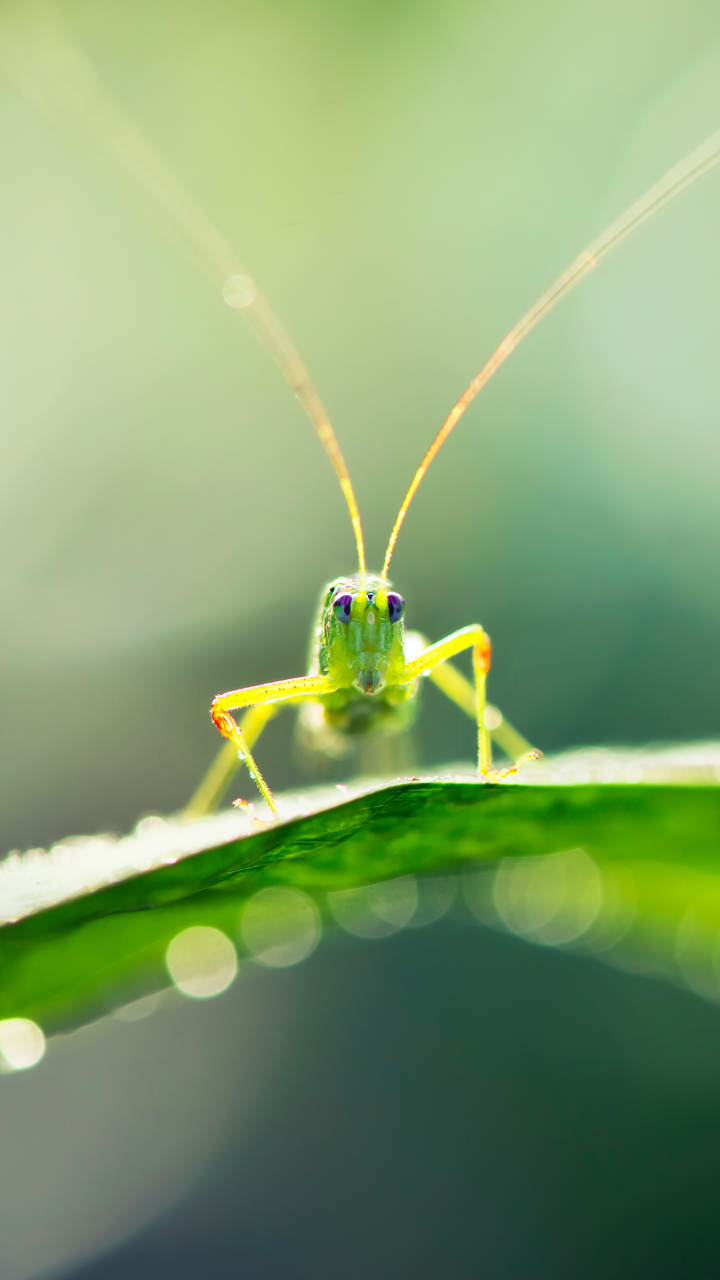 Download mobile wallpaper Animal, Grasshopper for free.
