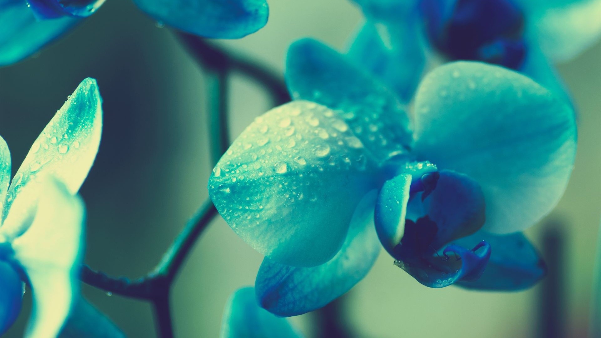 Laden Sie das Pflanzen, Blumen, Drops-Bild kostenlos auf Ihren PC-Desktop herunter