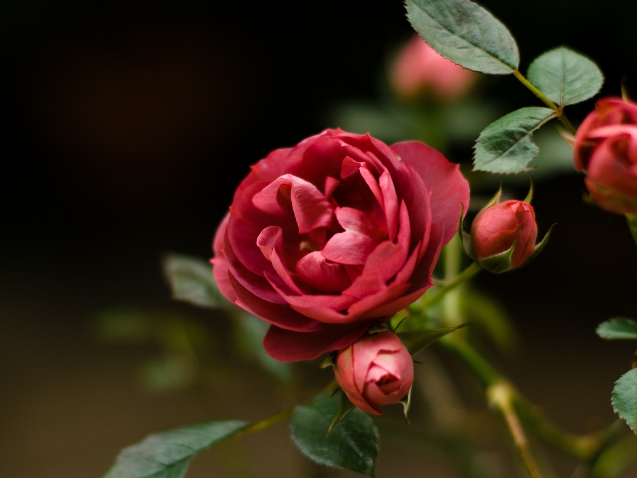 Descarga gratuita de fondo de pantalla para móvil de Flores, Plantas, Roses.