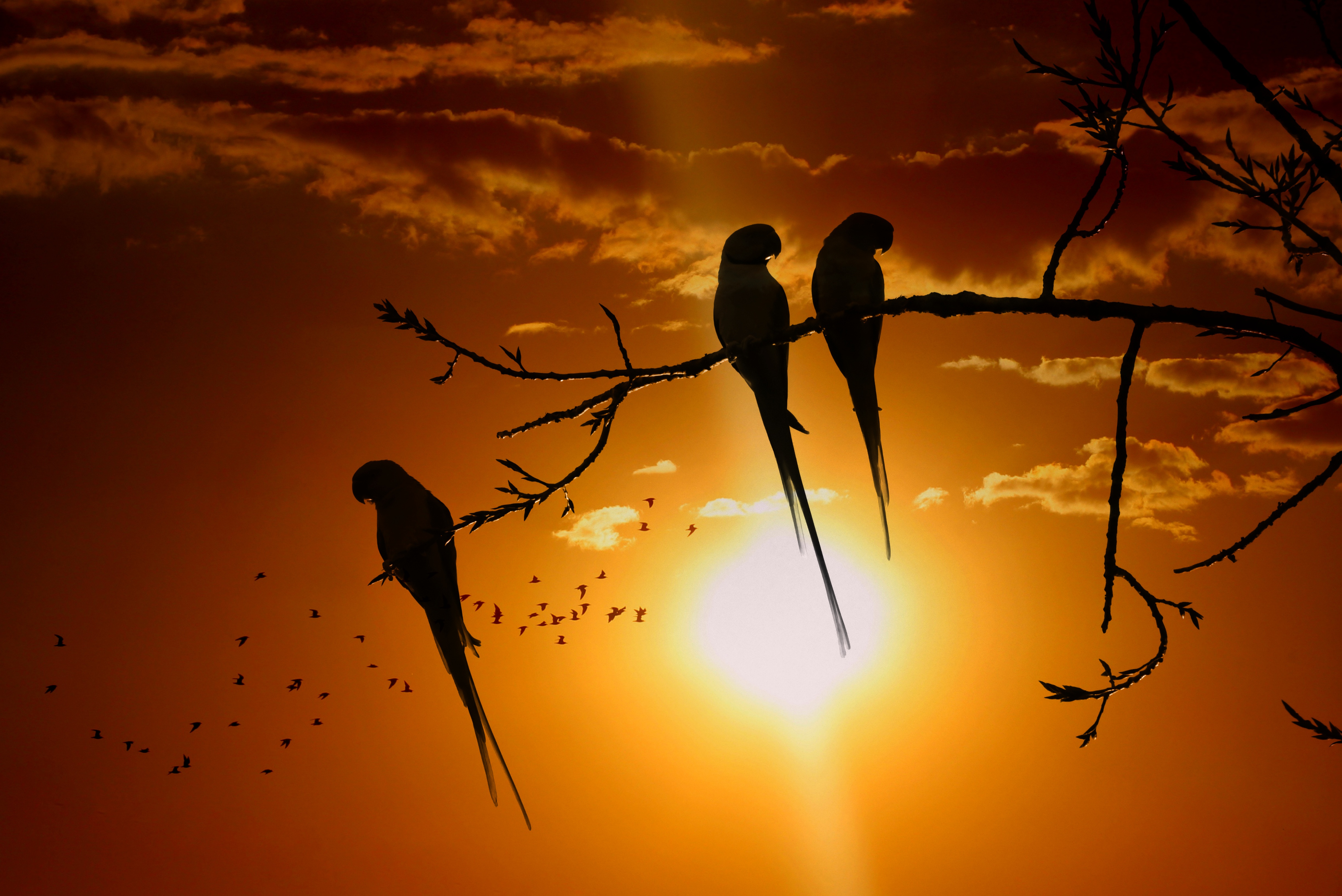 parrots, animals, birds, sunset, sun, twilight, branch, dusk
