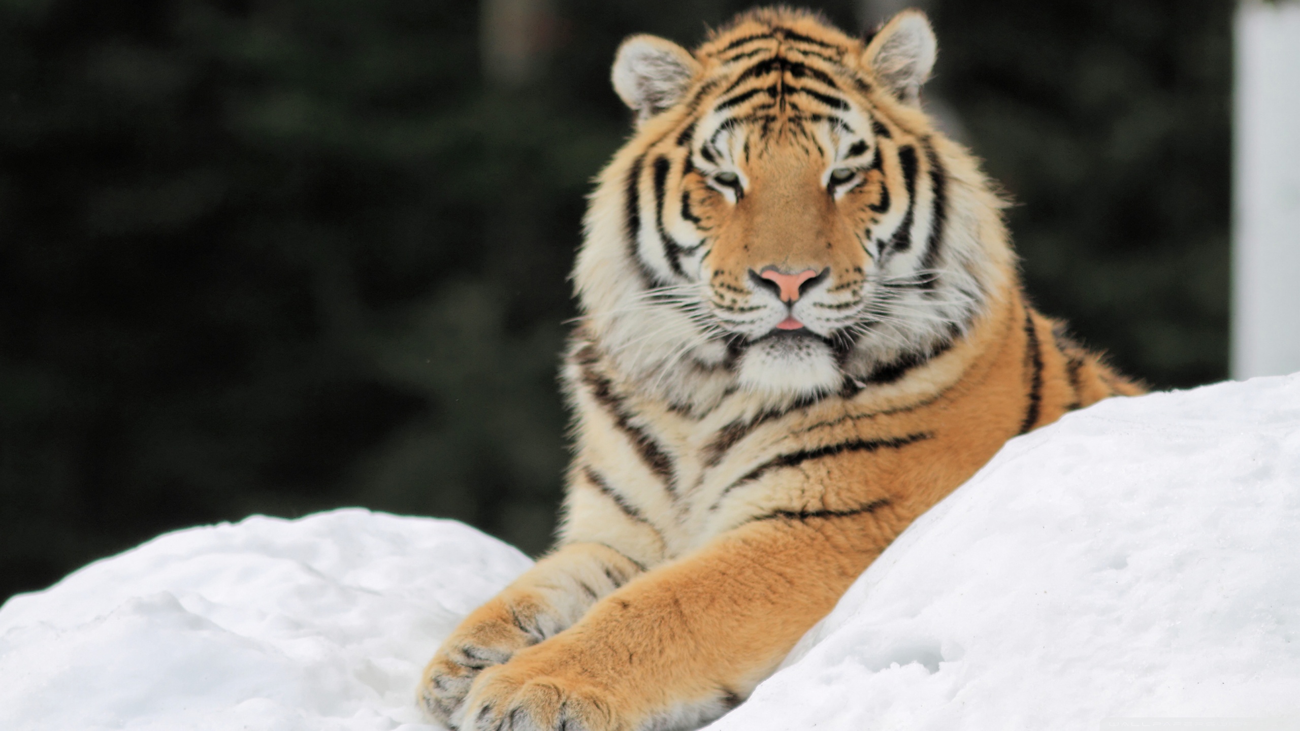 Téléchargez des papiers peints mobile Animaux, Chats, Tigre gratuitement.