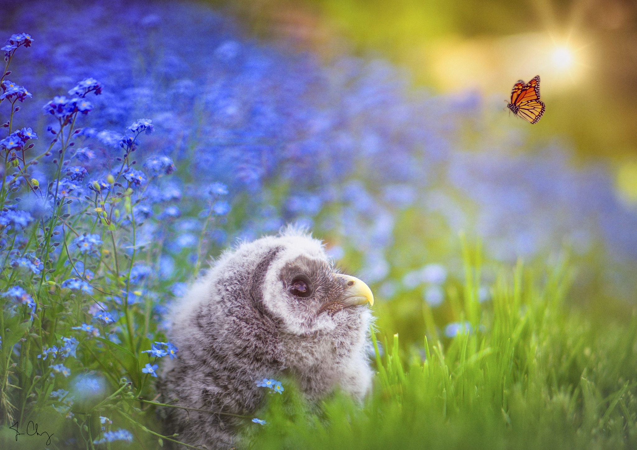 Téléchargez gratuitement l'image Animaux, Fleur, Oiseau, Hibou, Papillon, Des Oiseaux, Jeune Hibou, Bébé Animal sur le bureau de votre PC