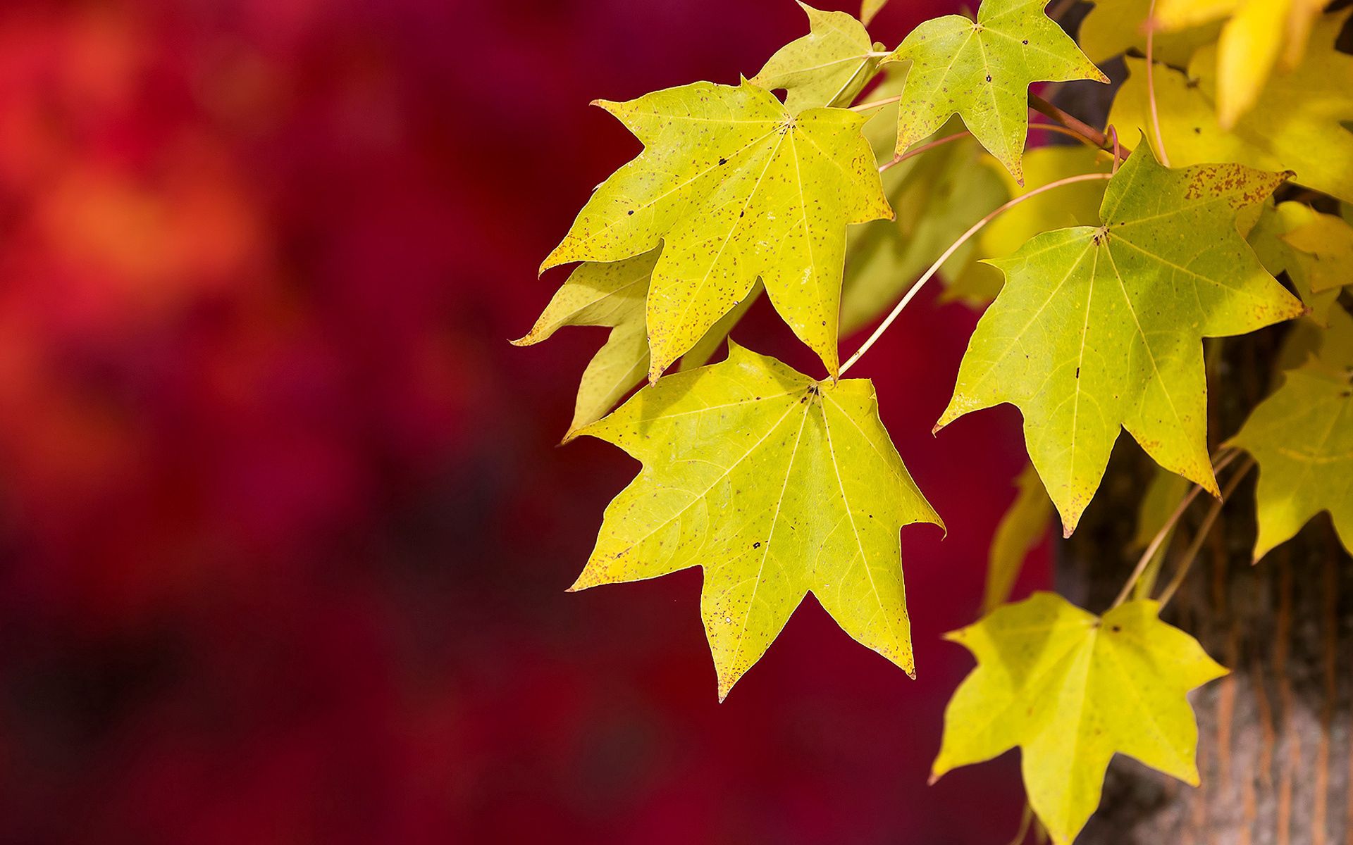 red, macro, autumn, foliage, background 2160p
