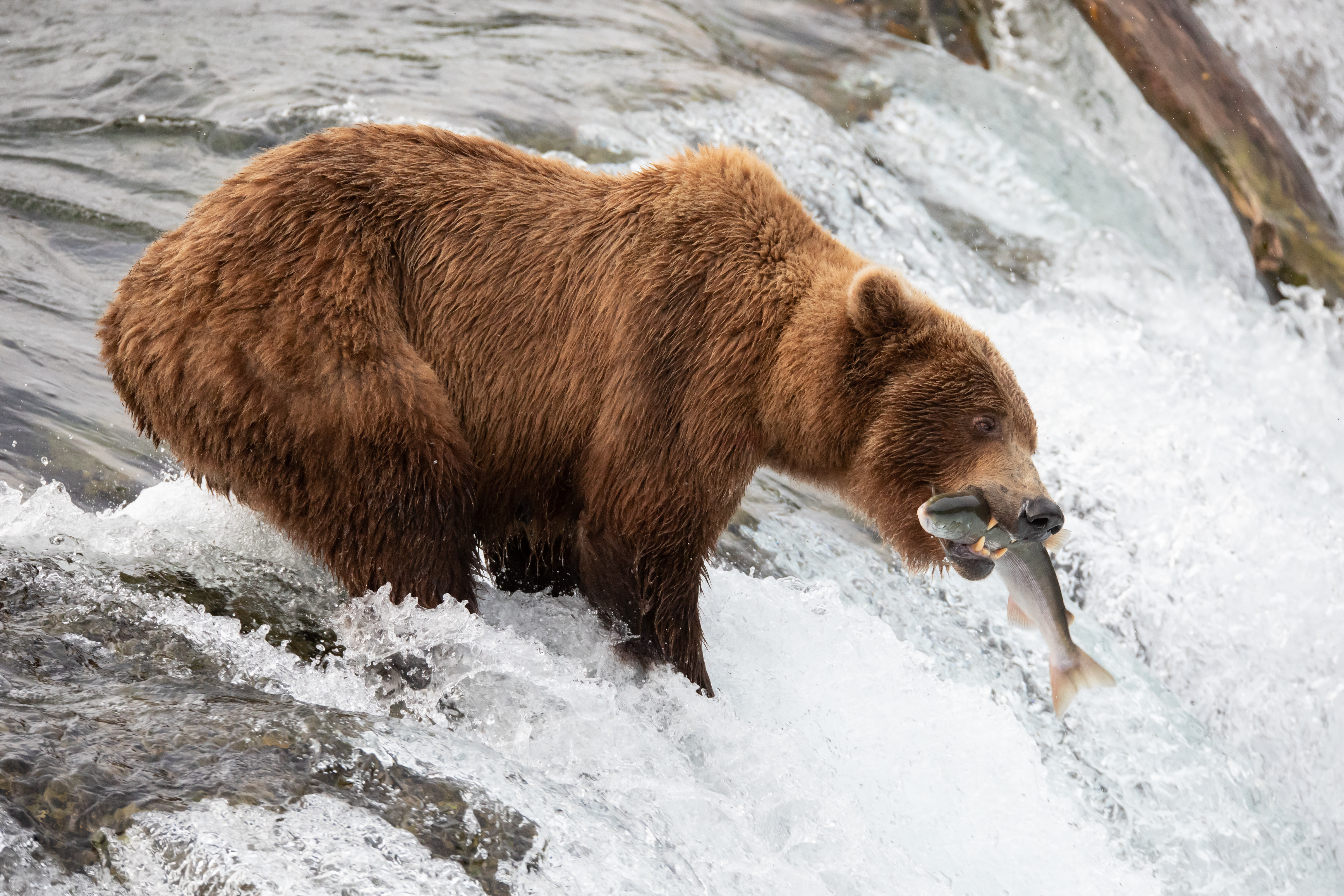 473359 télécharger le fond d'écran animaux, grizzli, poisson, grisonnant, ours - économiseurs d'écran et images gratuitement