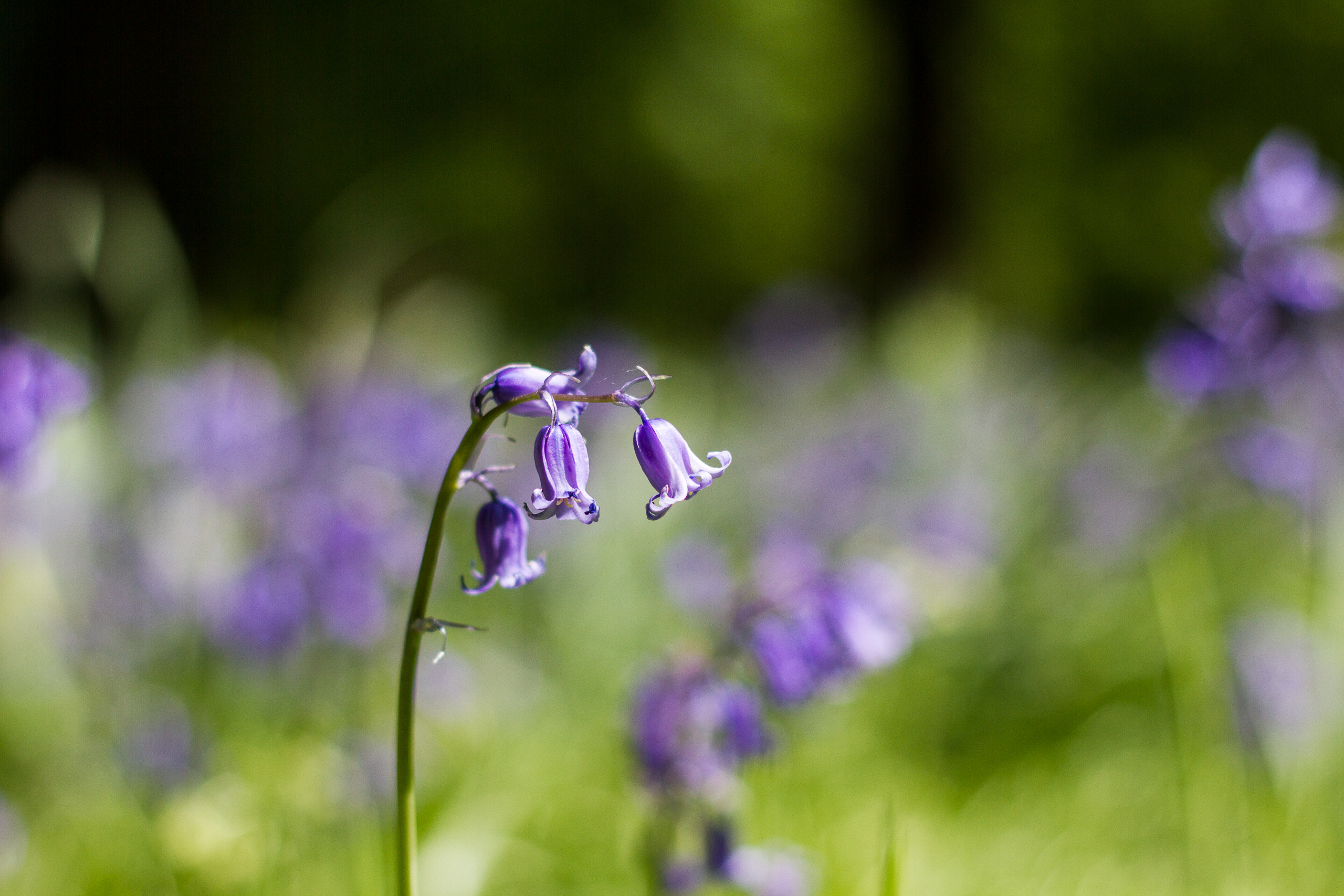 Free download wallpaper Flowers, Flower, Earth on your PC desktop