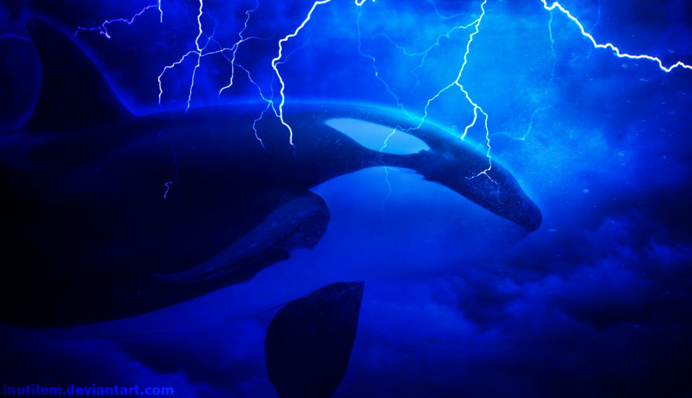 animal, orca, killer whale, lightning