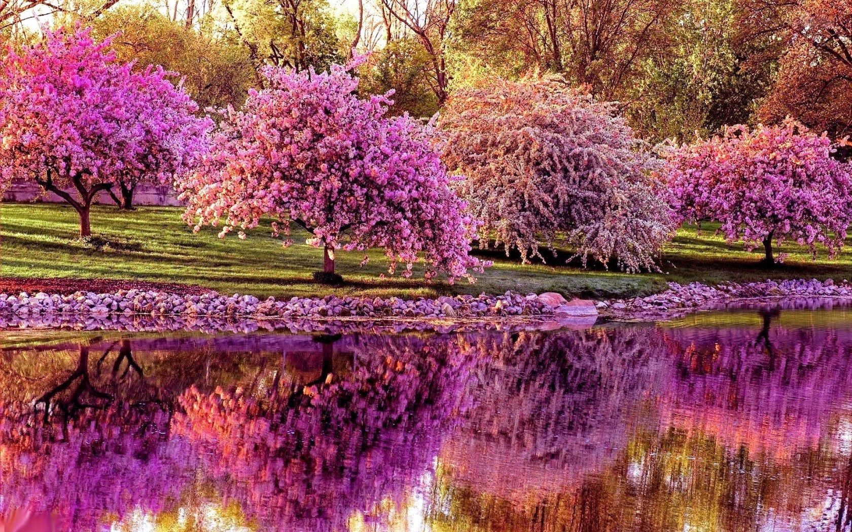 75543 descargar fondo de pantalla primavera, sakura, naturaleza, árboles, reflexión, estanque: protectores de pantalla e imágenes gratis