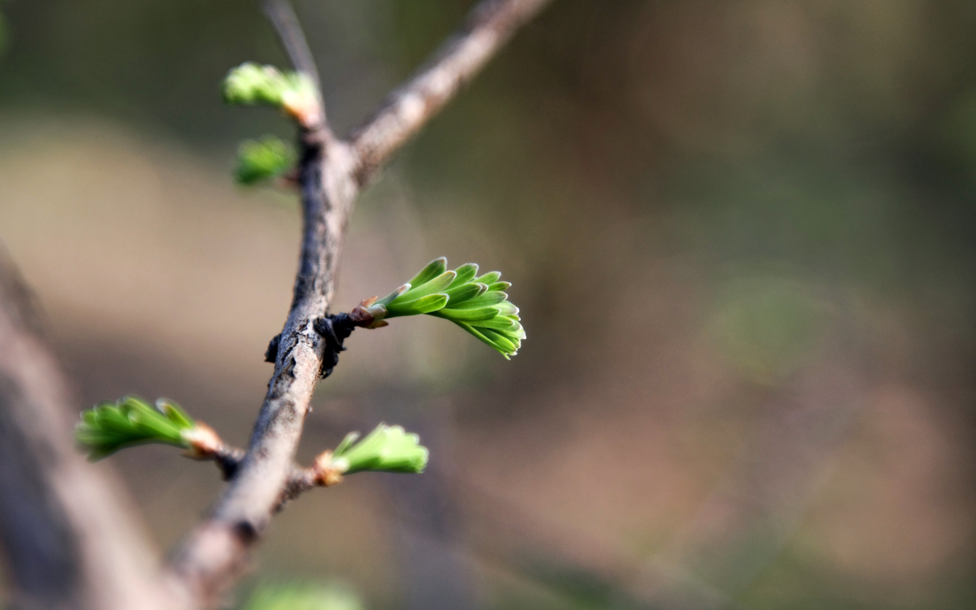 Descarga gratis la imagen Flores, Florecer, Tierra/naturaleza en el escritorio de tu PC