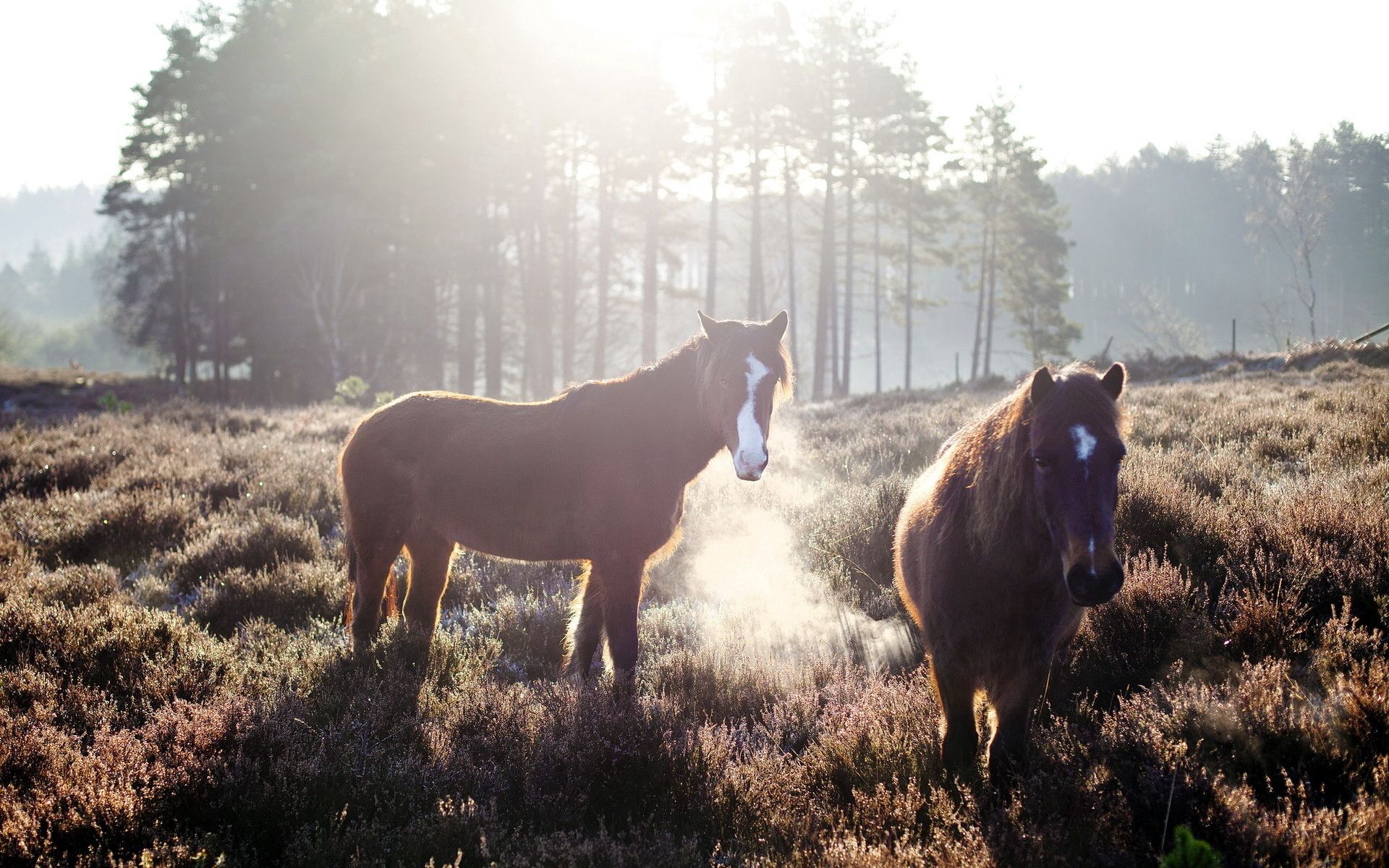 Free download wallpaper Trees, Grass, Field, Animals, Fog, Horses on your PC desktop