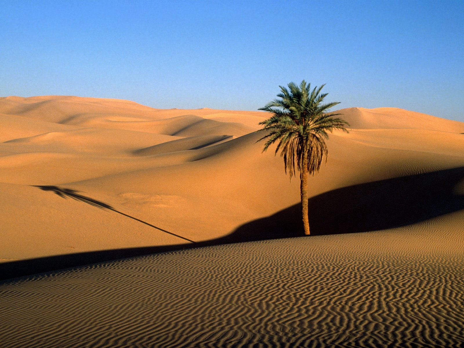 desert, evening, nature, sand, wood, tree, palm, shadow, dunes, links HD wallpaper