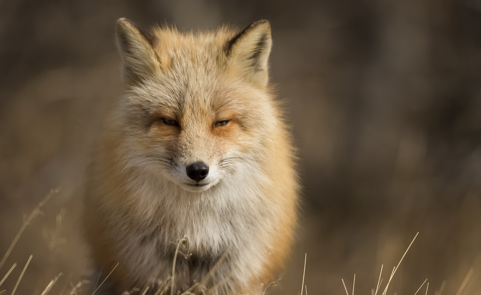Laden Sie das Tiere, Fuchs, Starren-Bild kostenlos auf Ihren PC-Desktop herunter