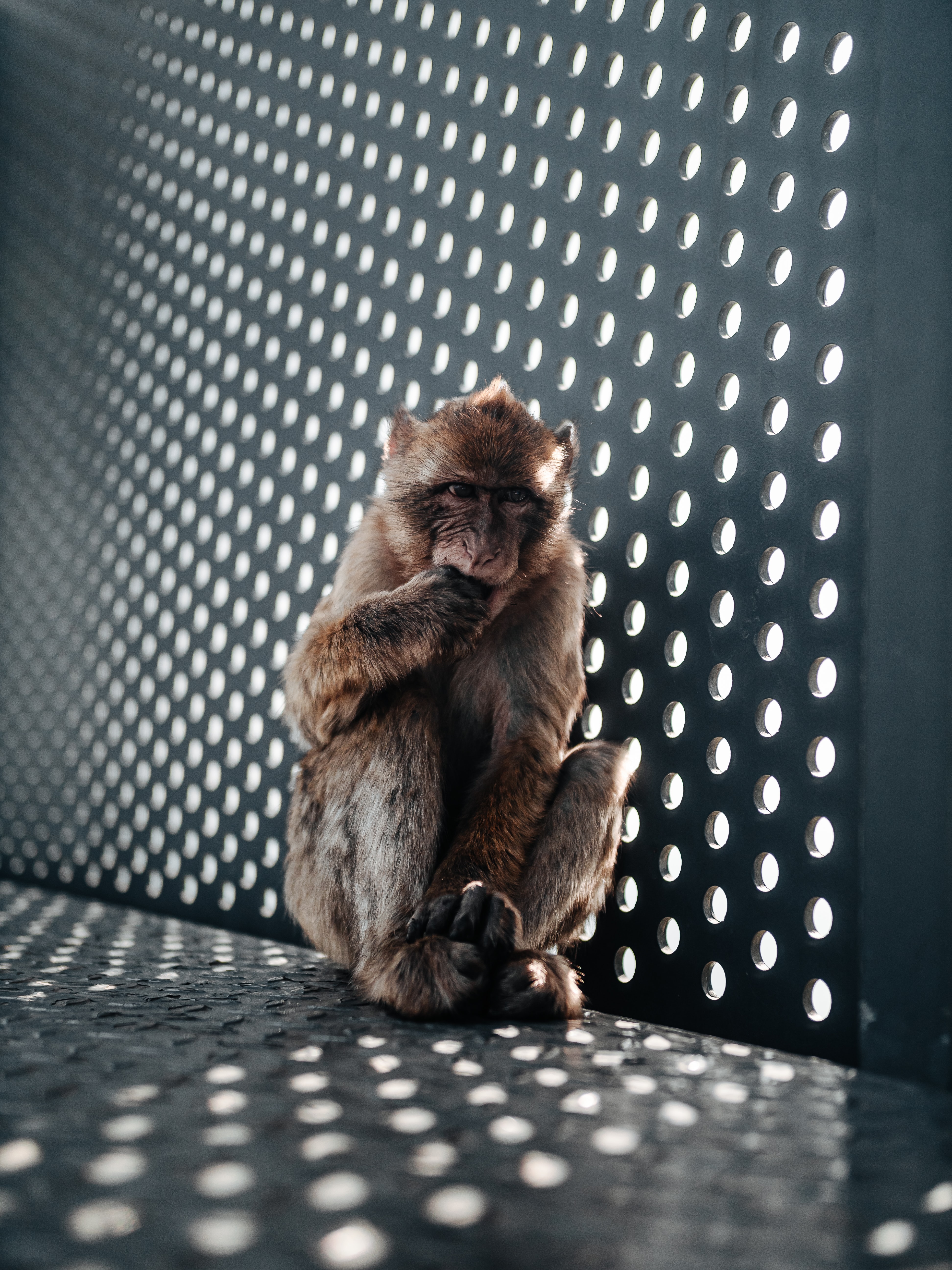 70514 descargar fondo de pantalla animales, joven, un mono, mono, animal, lindo, querido, joey: protectores de pantalla e imágenes gratis