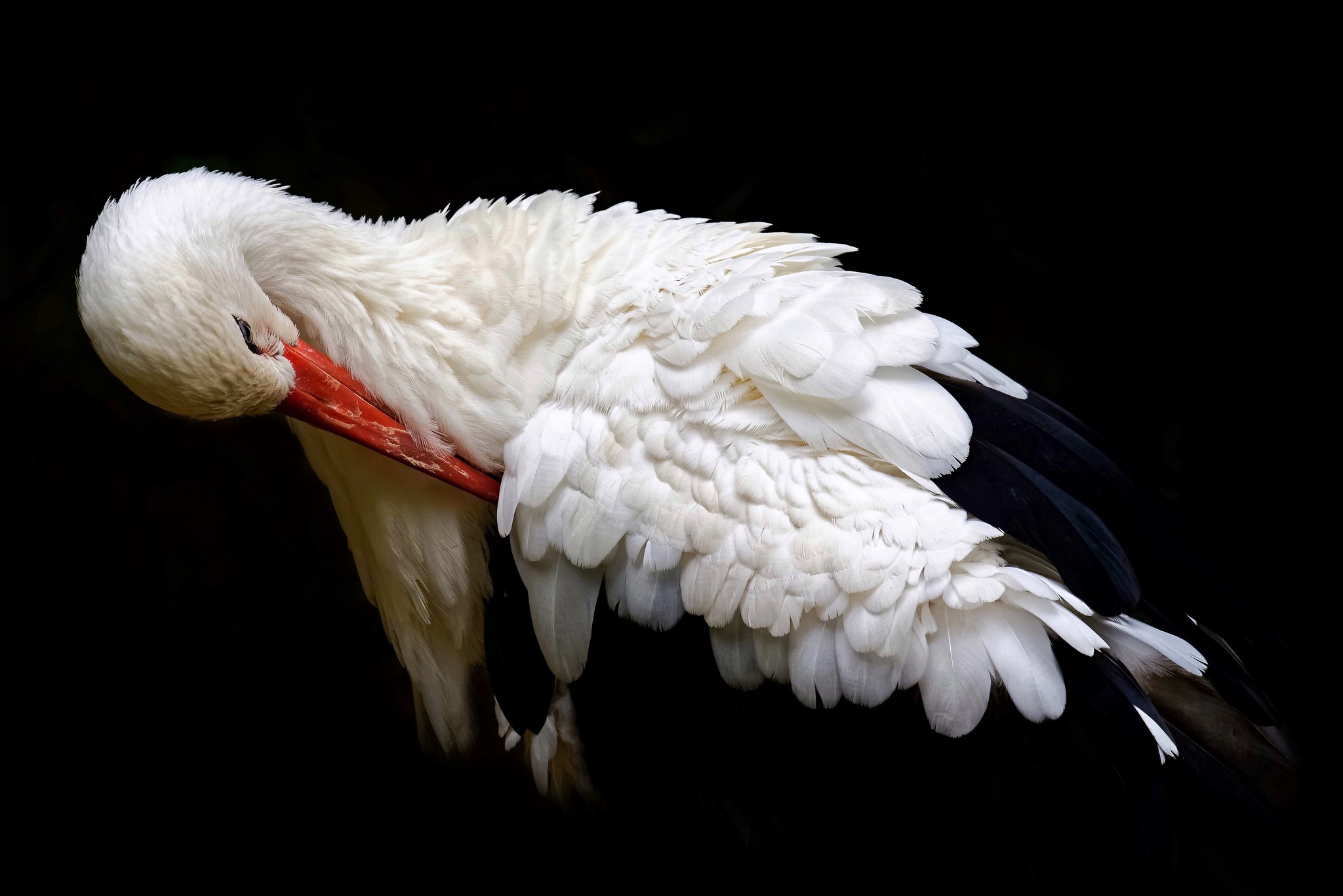 Download mobile wallpaper Birds, Animal, White Stork for free.