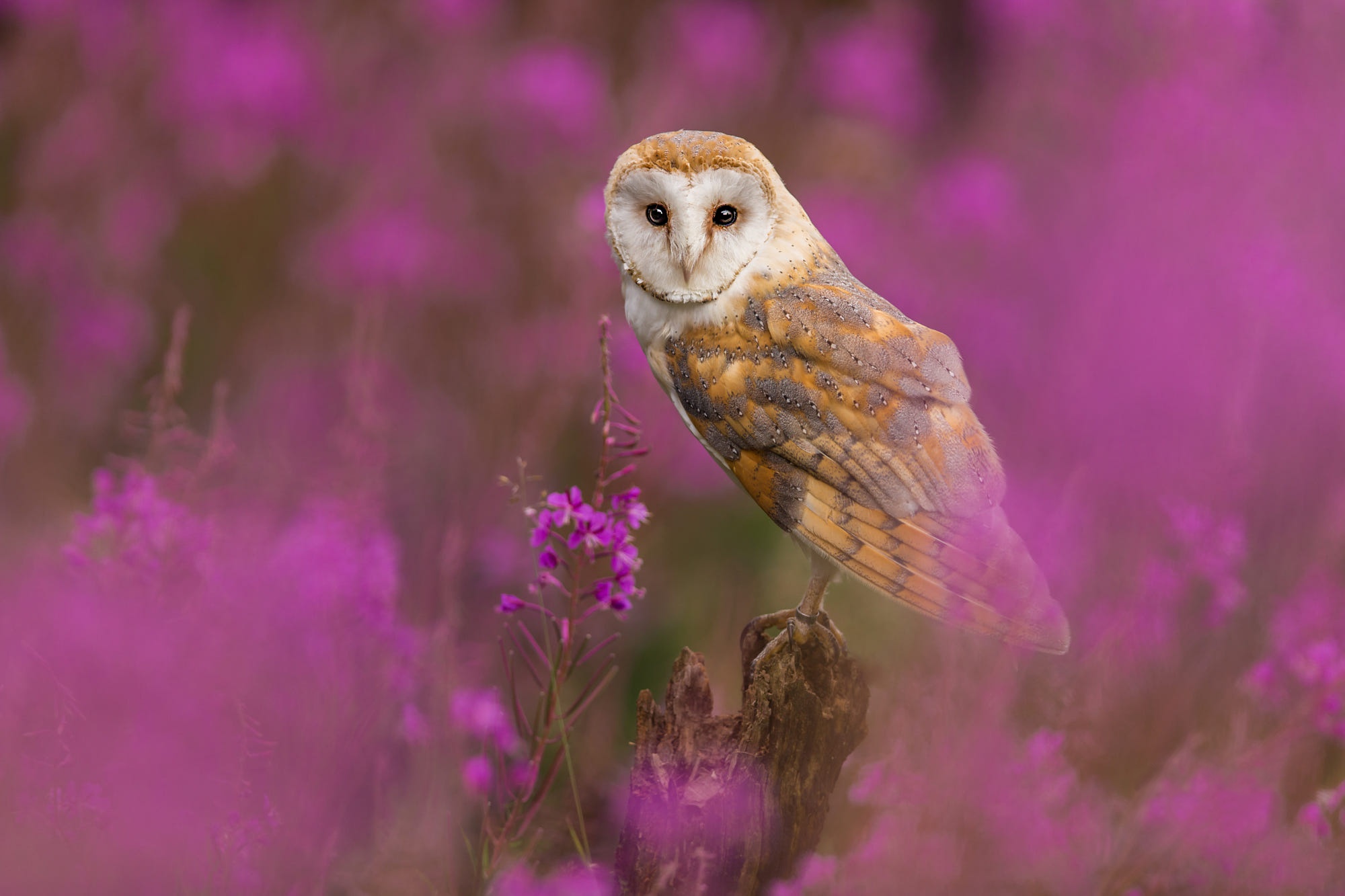Download mobile wallpaper Birds, Owl, Bird, Animal, Barn Owl, Purple Flower for free.