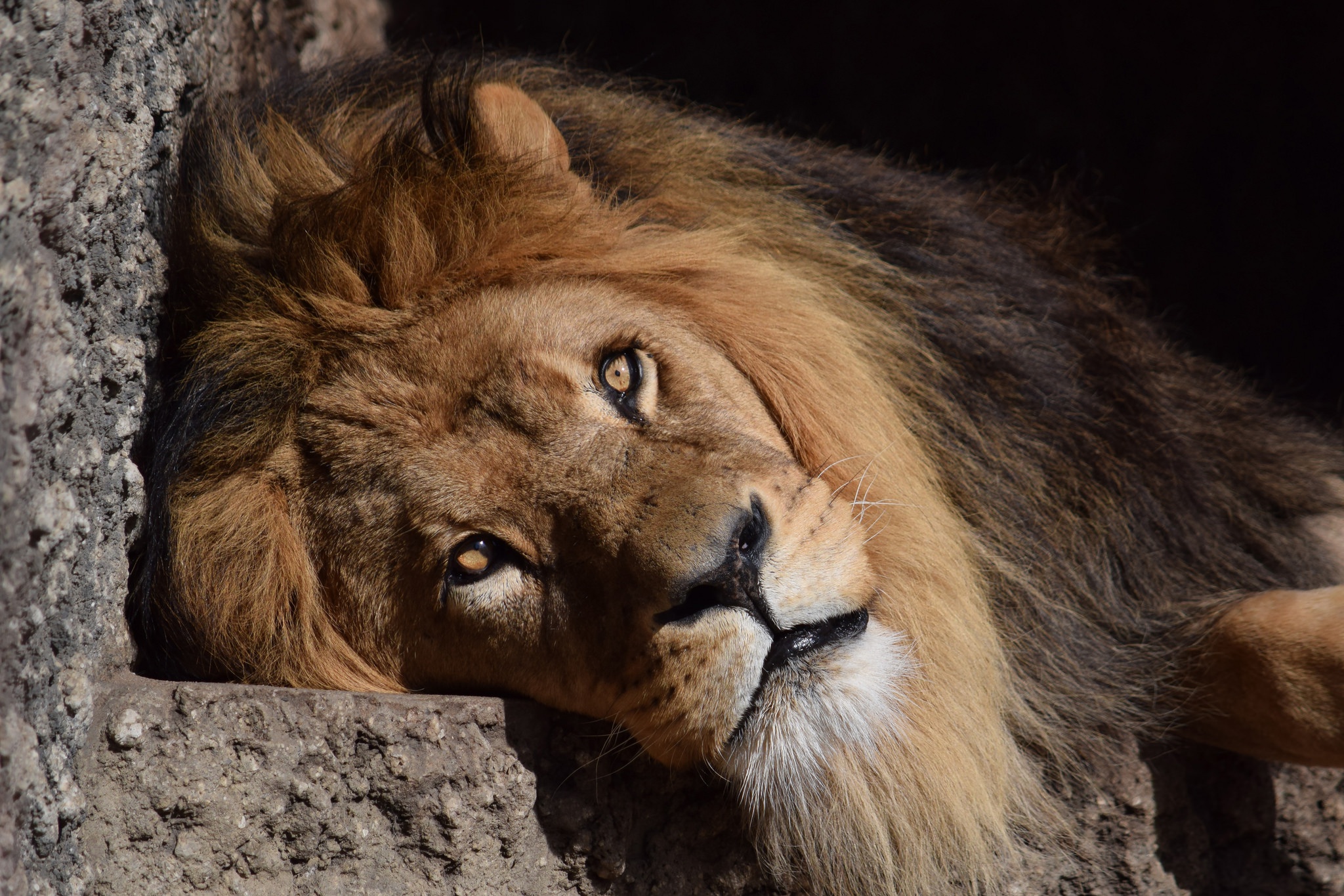 Téléchargez des papiers peints mobile Animaux, Chats, Lion, Regard gratuitement.