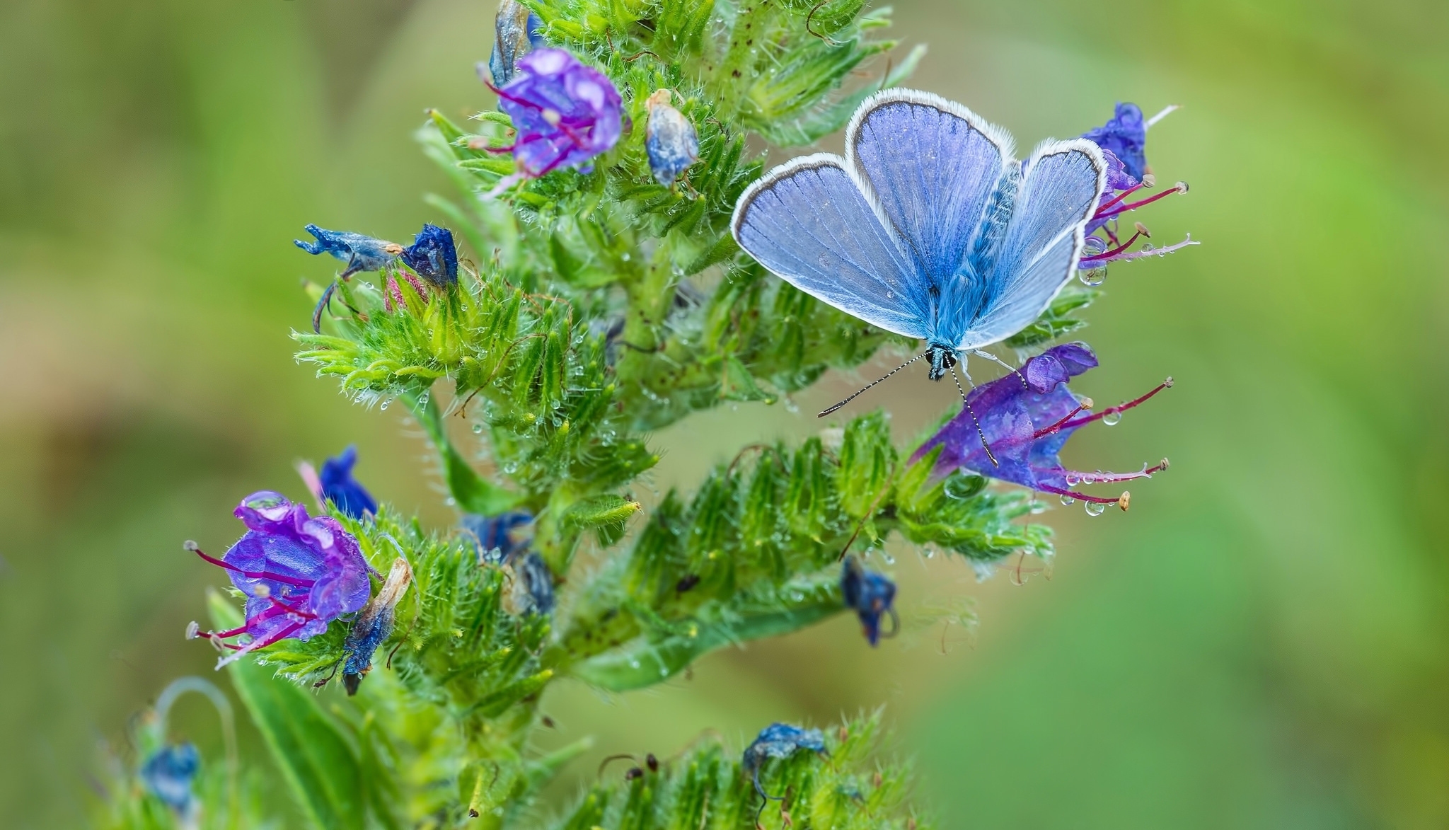 無料モバイル壁紙動物, 蝶, 花, 青いをダウンロードします。