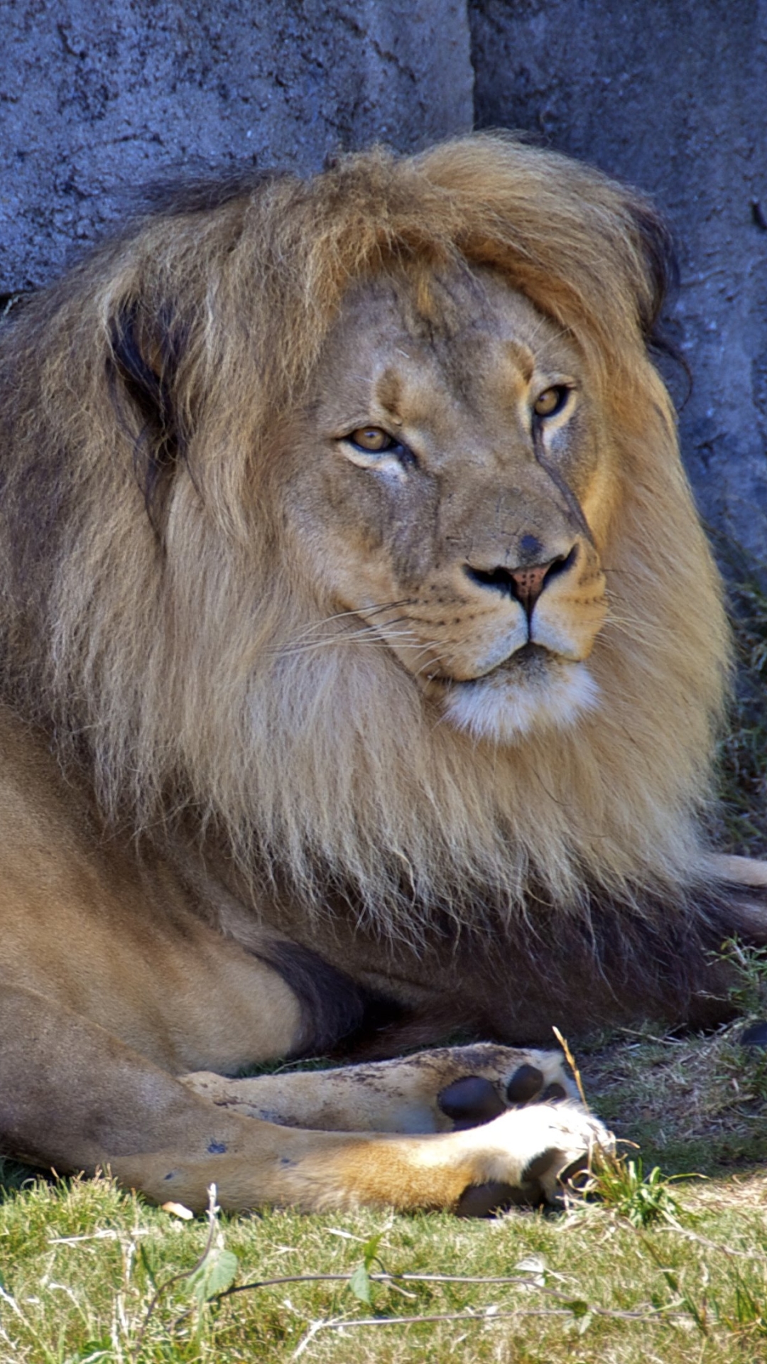 Téléchargez des papiers peints mobile Lion, Chats, Animaux gratuitement.