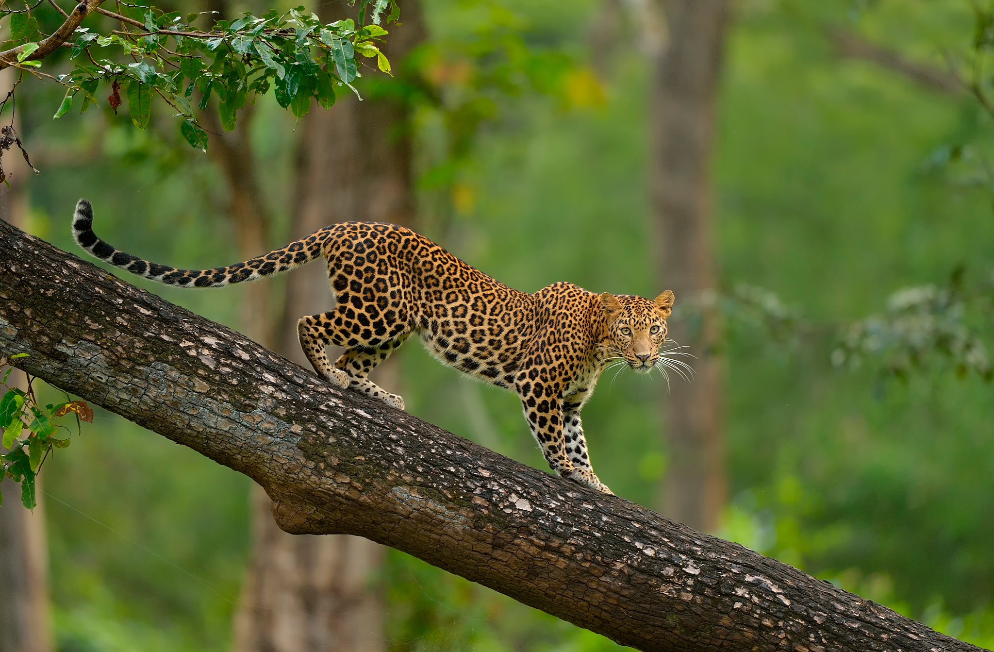 347353 descargar fondo de pantalla animales, leopardo, árbol, tronco, gatos: protectores de pantalla e imágenes gratis