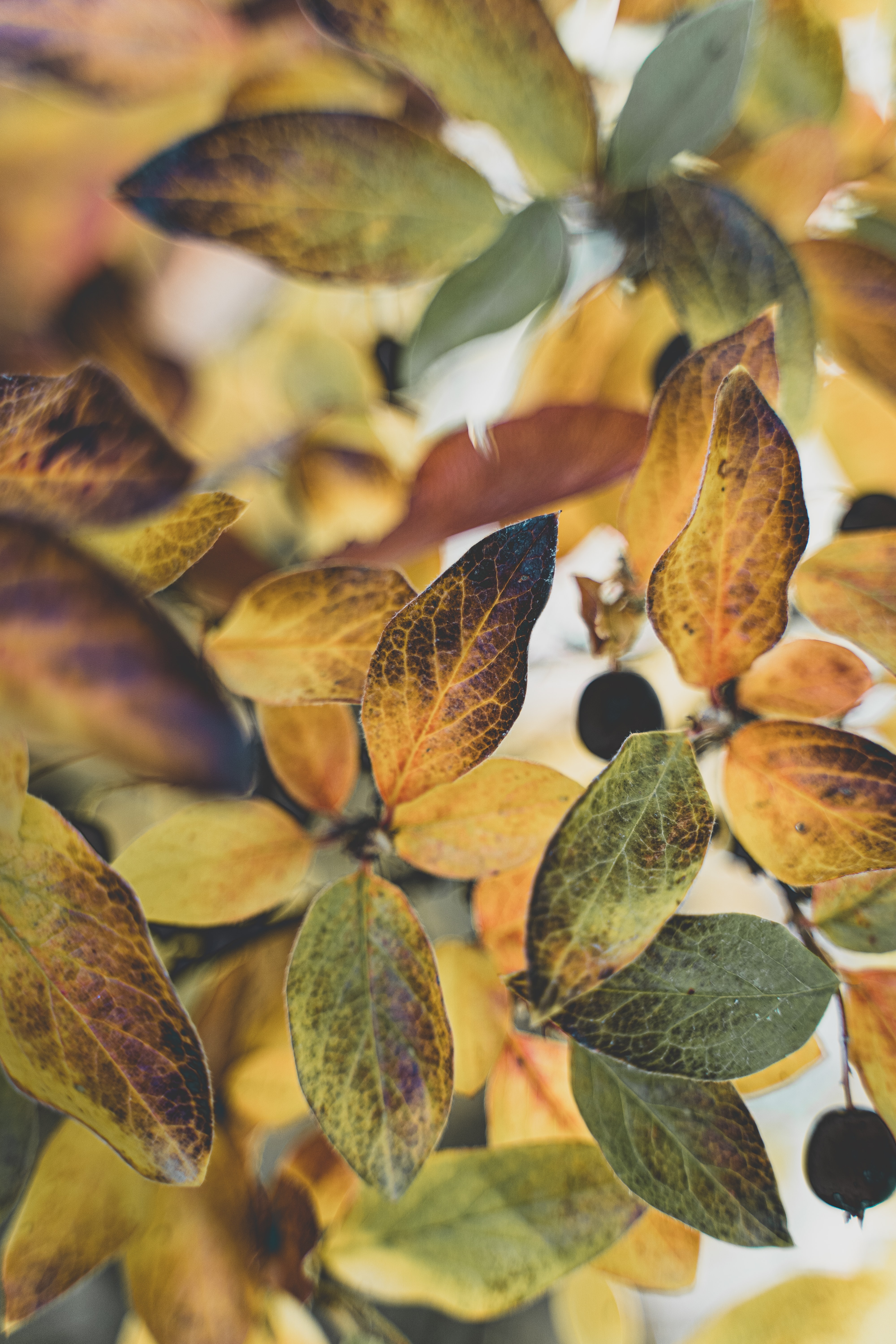 Free download wallpaper Leaves, Branch, Nature, Veins, Autumn on your PC desktop
