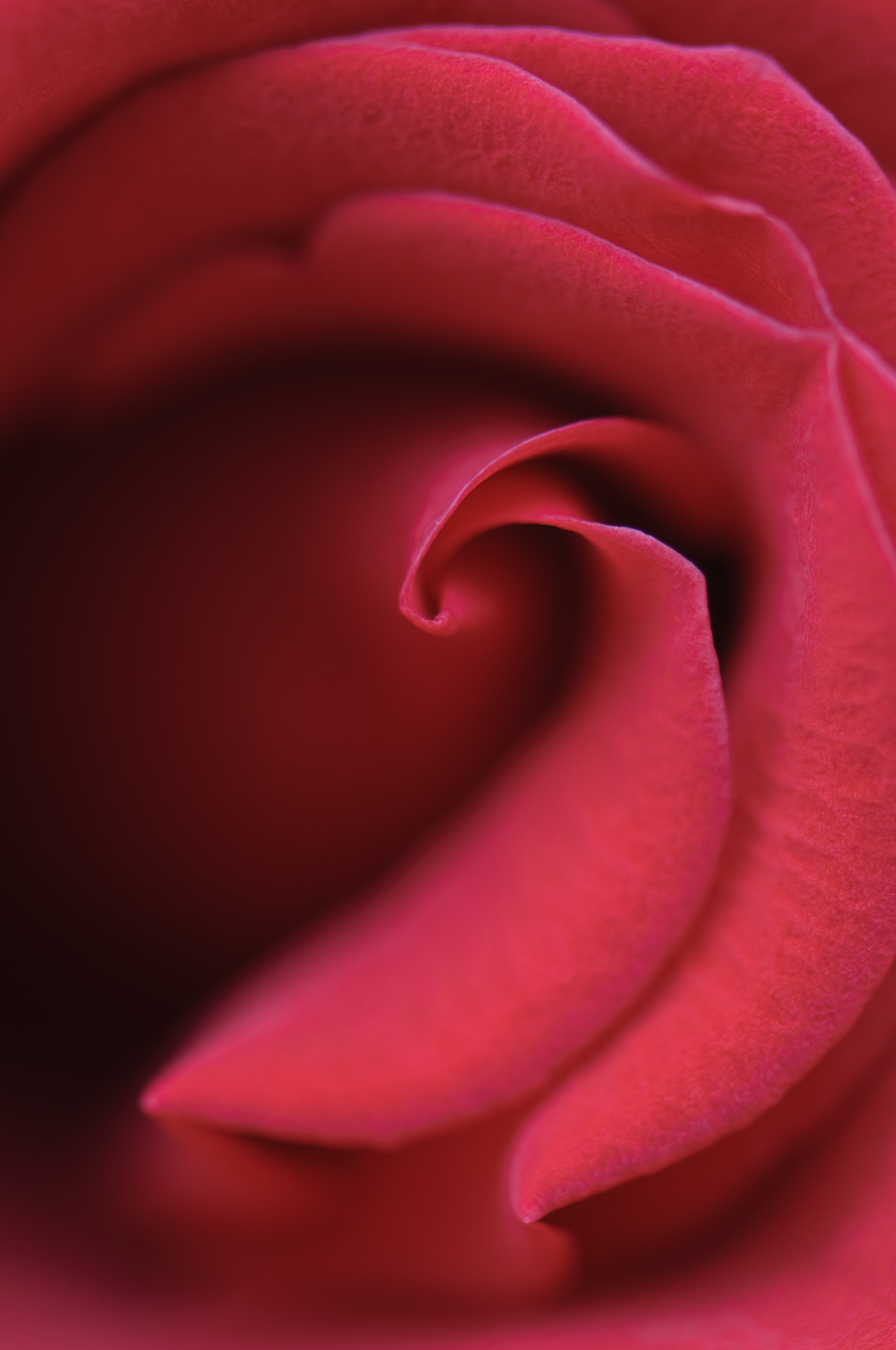 Download mobile wallpaper Petals, Bud, Macro, Rose, Rose Flower for free.