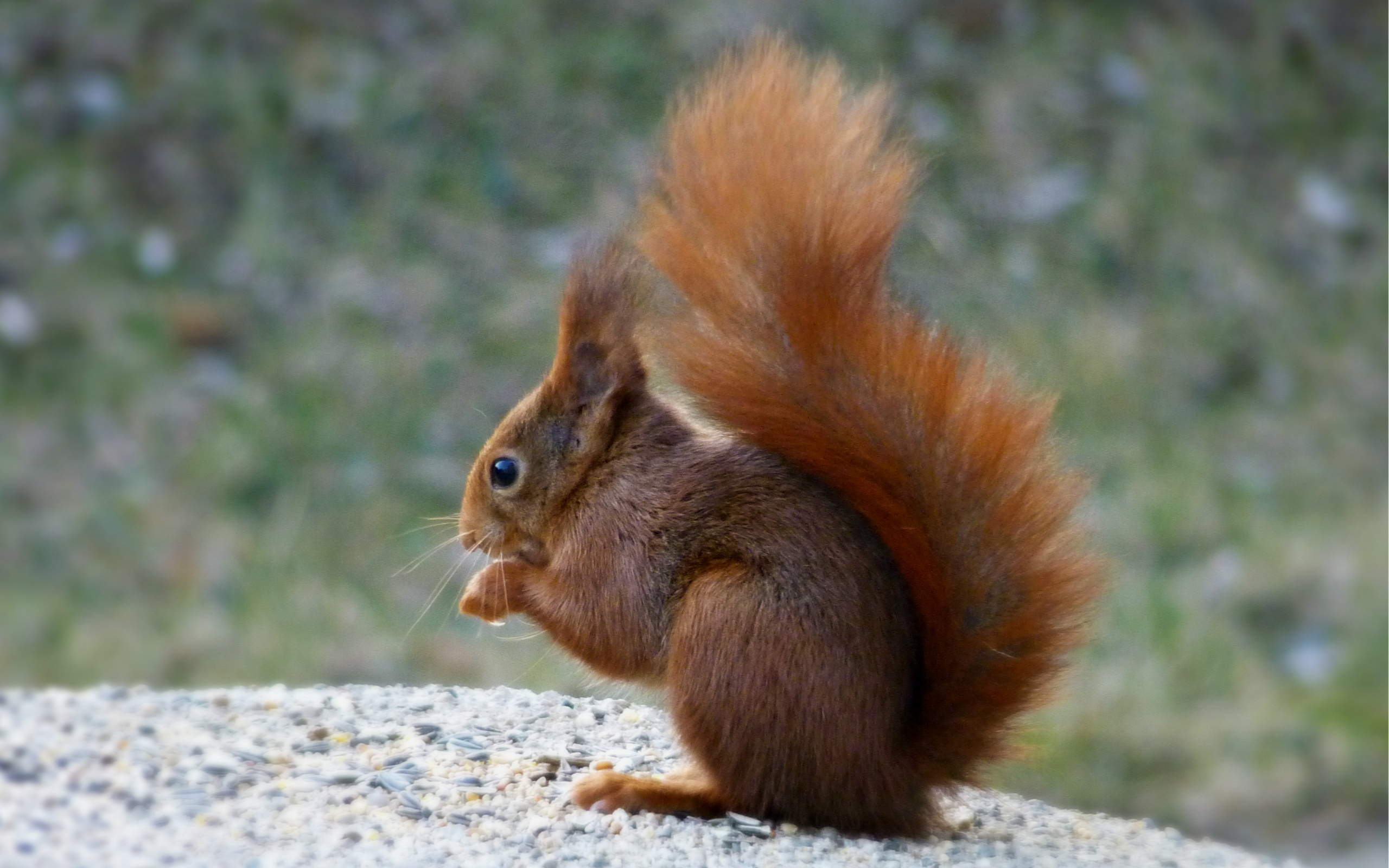 Download mobile wallpaper Squirrel, Animal for free.
