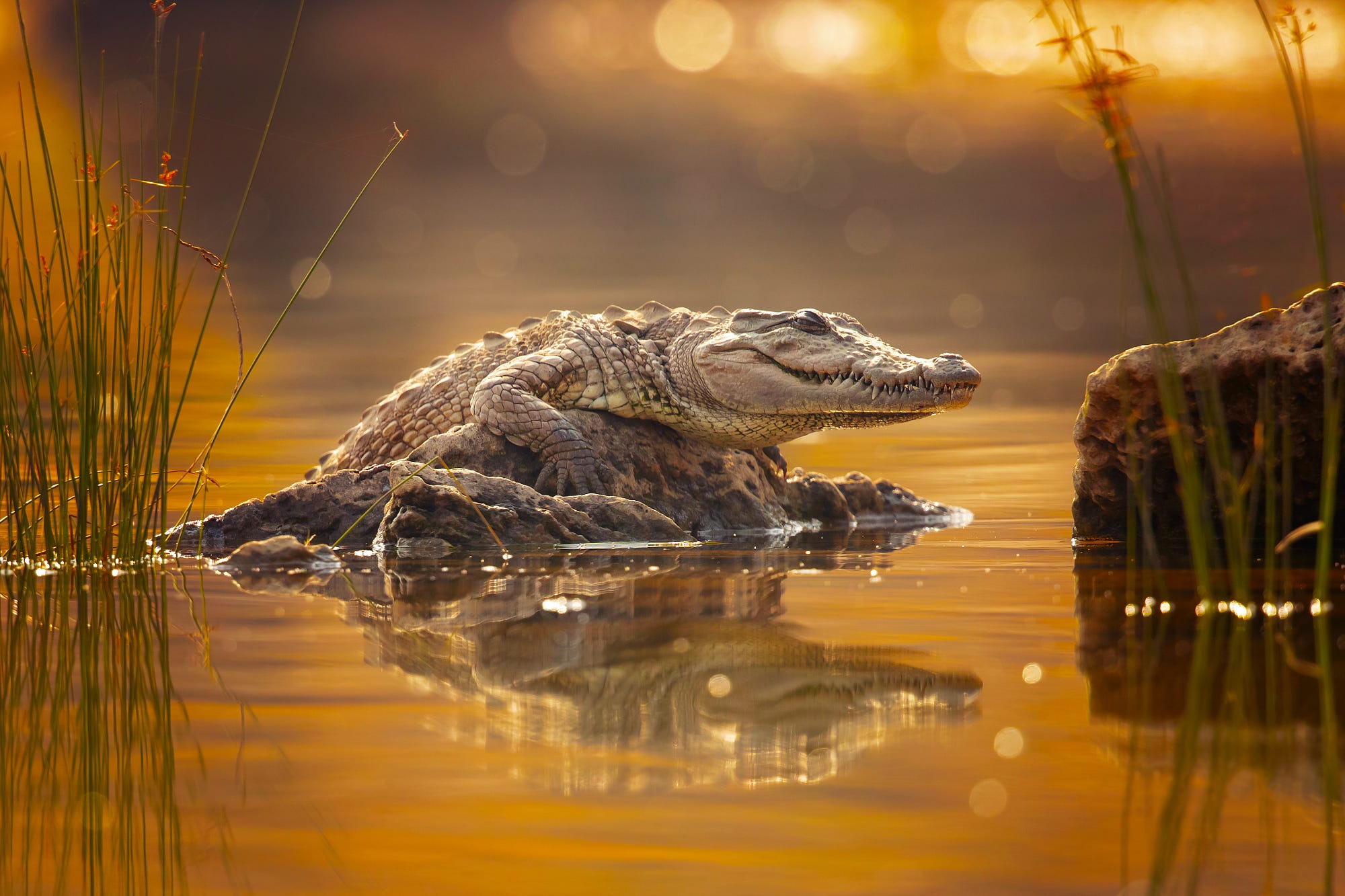 Free download wallpaper Reflection, Animal, Reptiles, Crocodile on your PC desktop