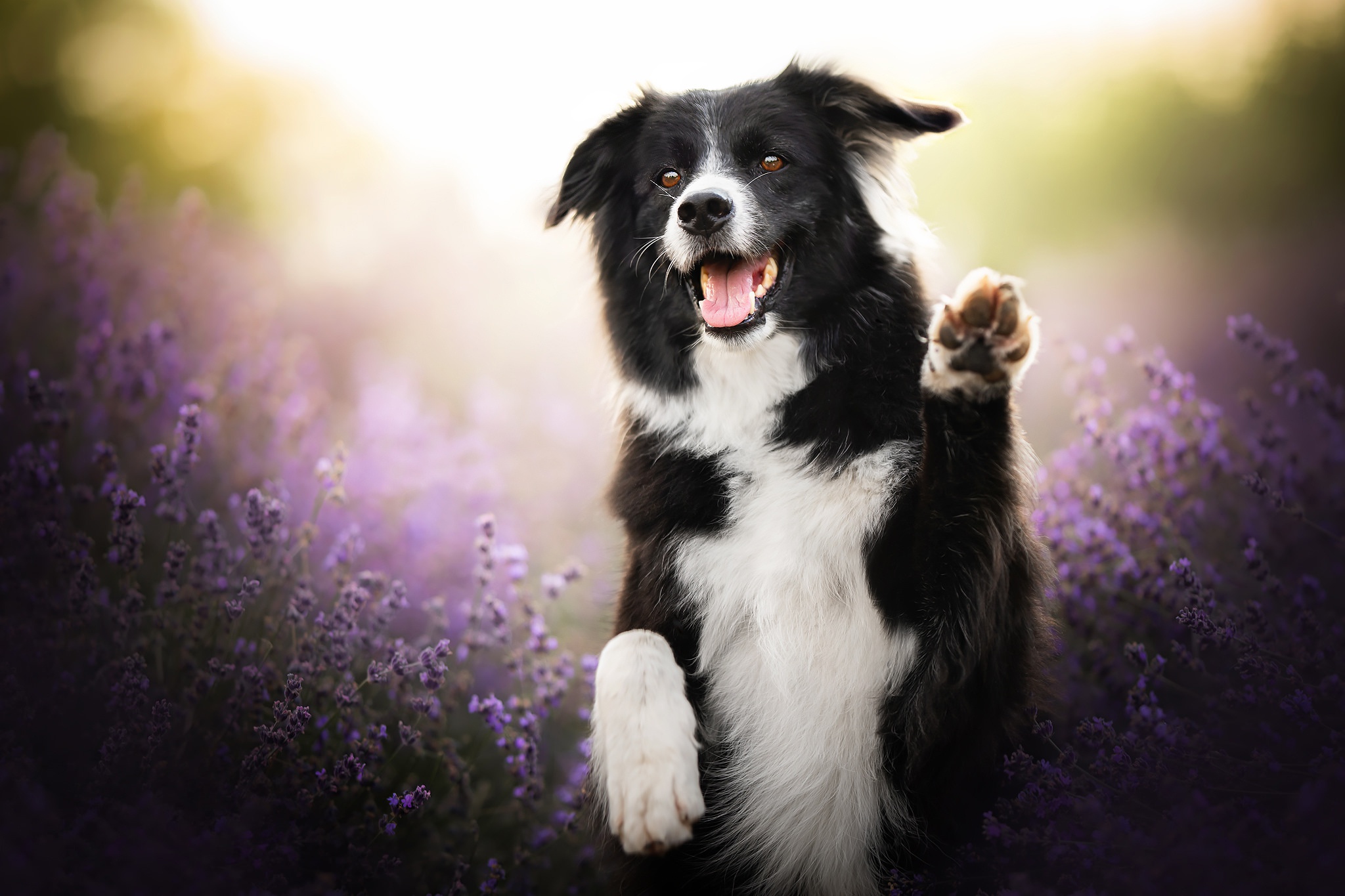 Handy-Wallpaper Tiere, Hunde, Hund, Border Collie, Lila Blume, Tiefenschärfe kostenlos herunterladen.