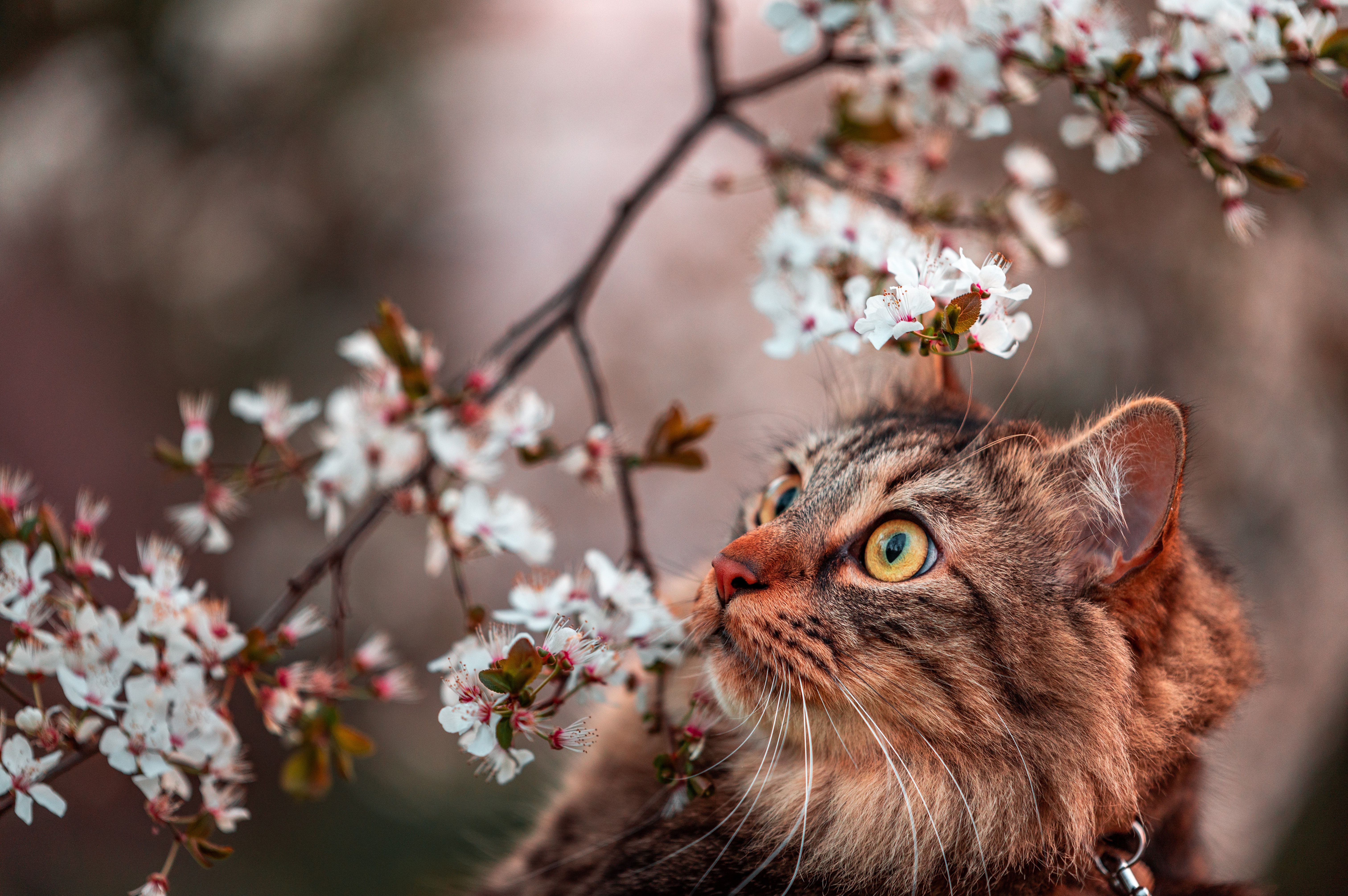 Handy-Wallpaper Tiere, Katzen, Katze kostenlos herunterladen.